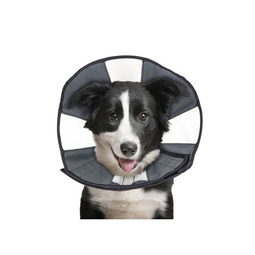 zenpet cone