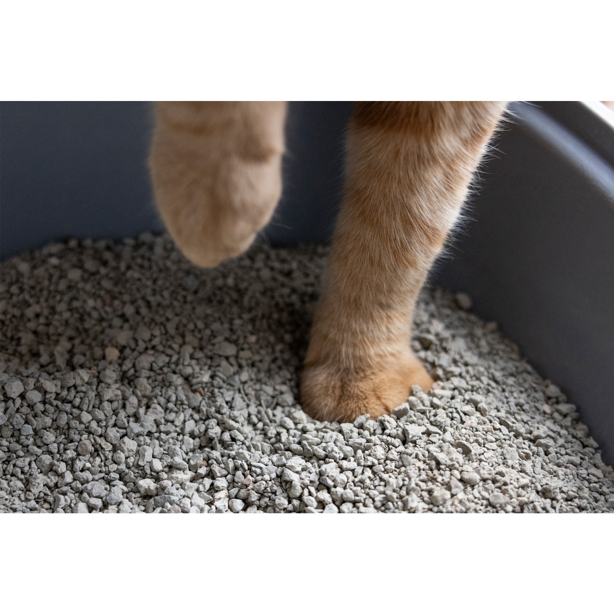 Cat litter discount