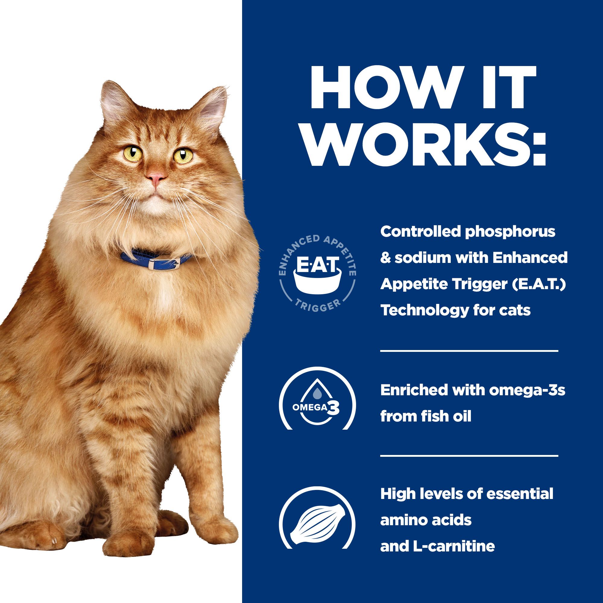 l-carnitine deficiency in cats Mitochondria Carnitine Deficiency in Dogs |