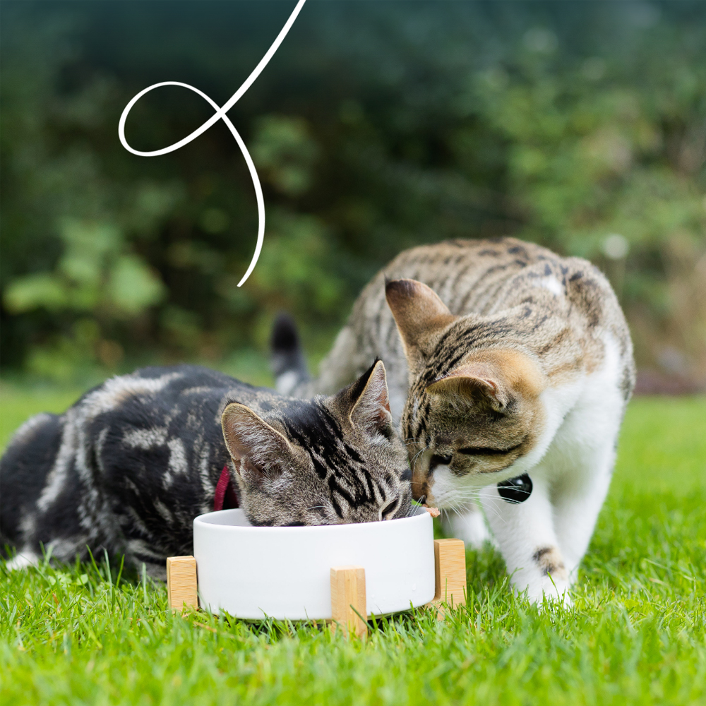 Yarrah Bio Chunks Katzenfutter - Schälchen - Huhn & Truthhahn mit Aloe Vera