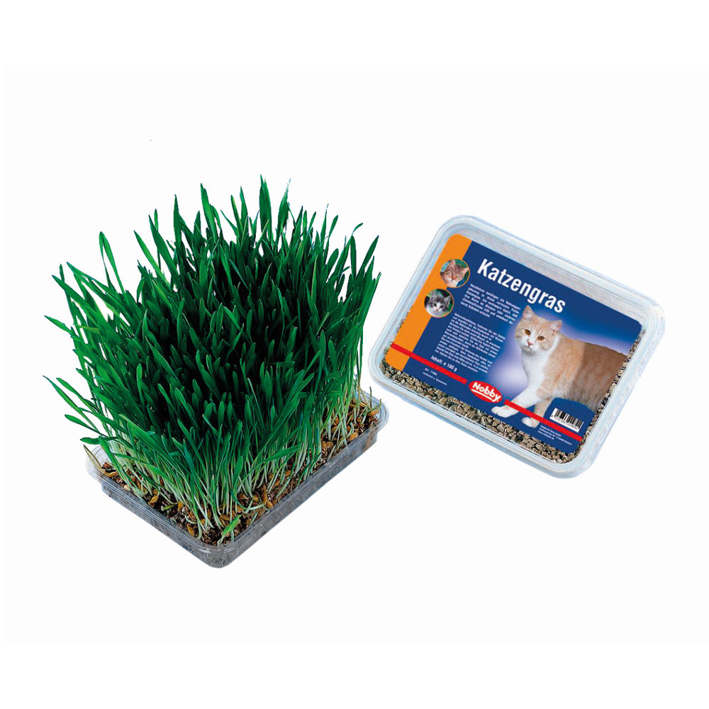 Nobby Cat Grass