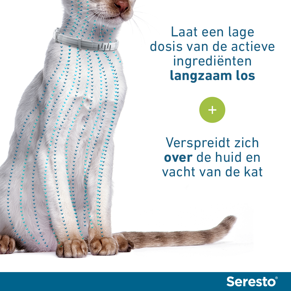Seresto Kat