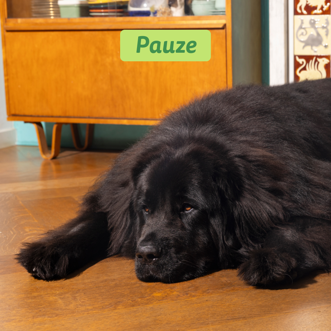 Edgard & Cooper Adult - Lam