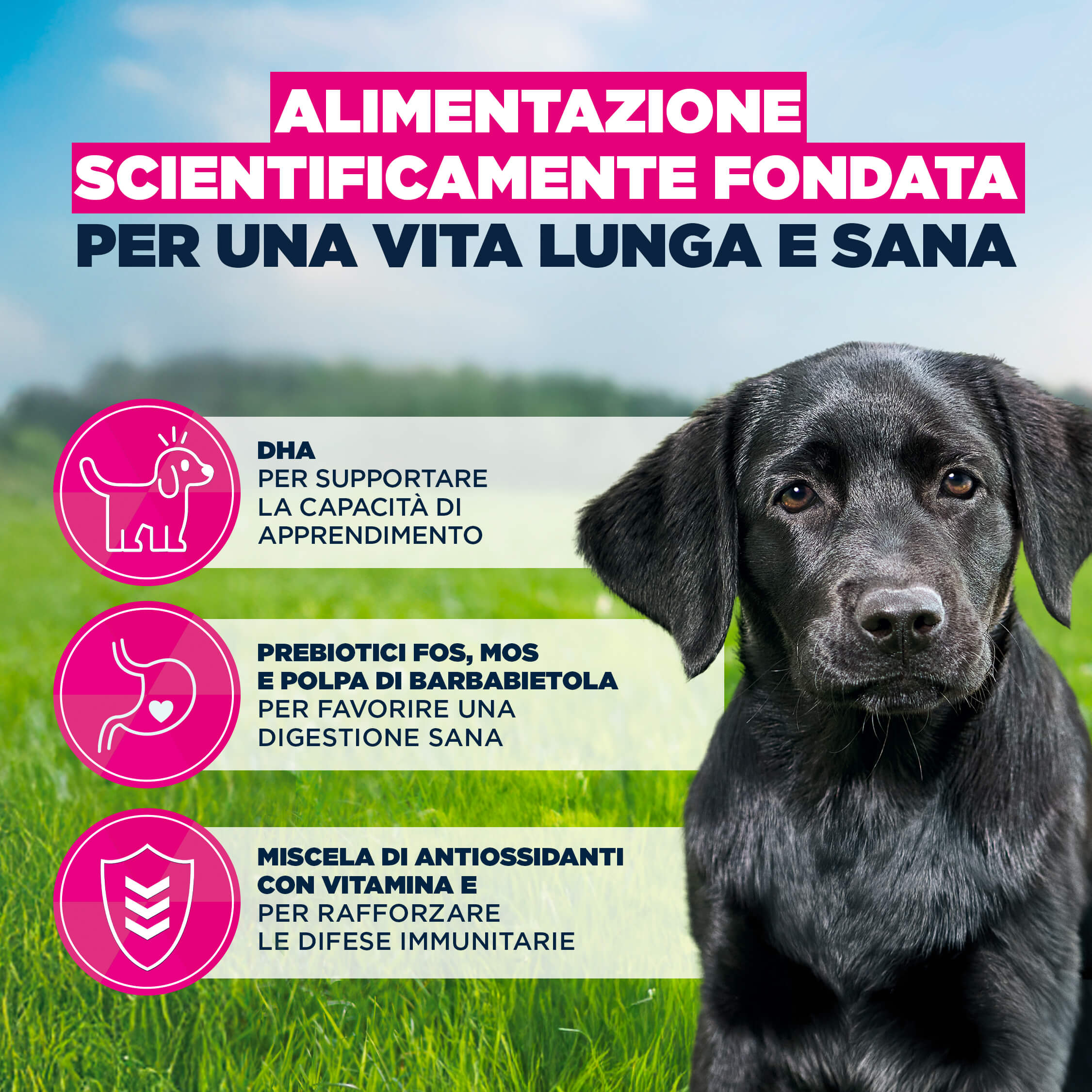 Eukanuba Dog - Life Care Puppy - Large Breed