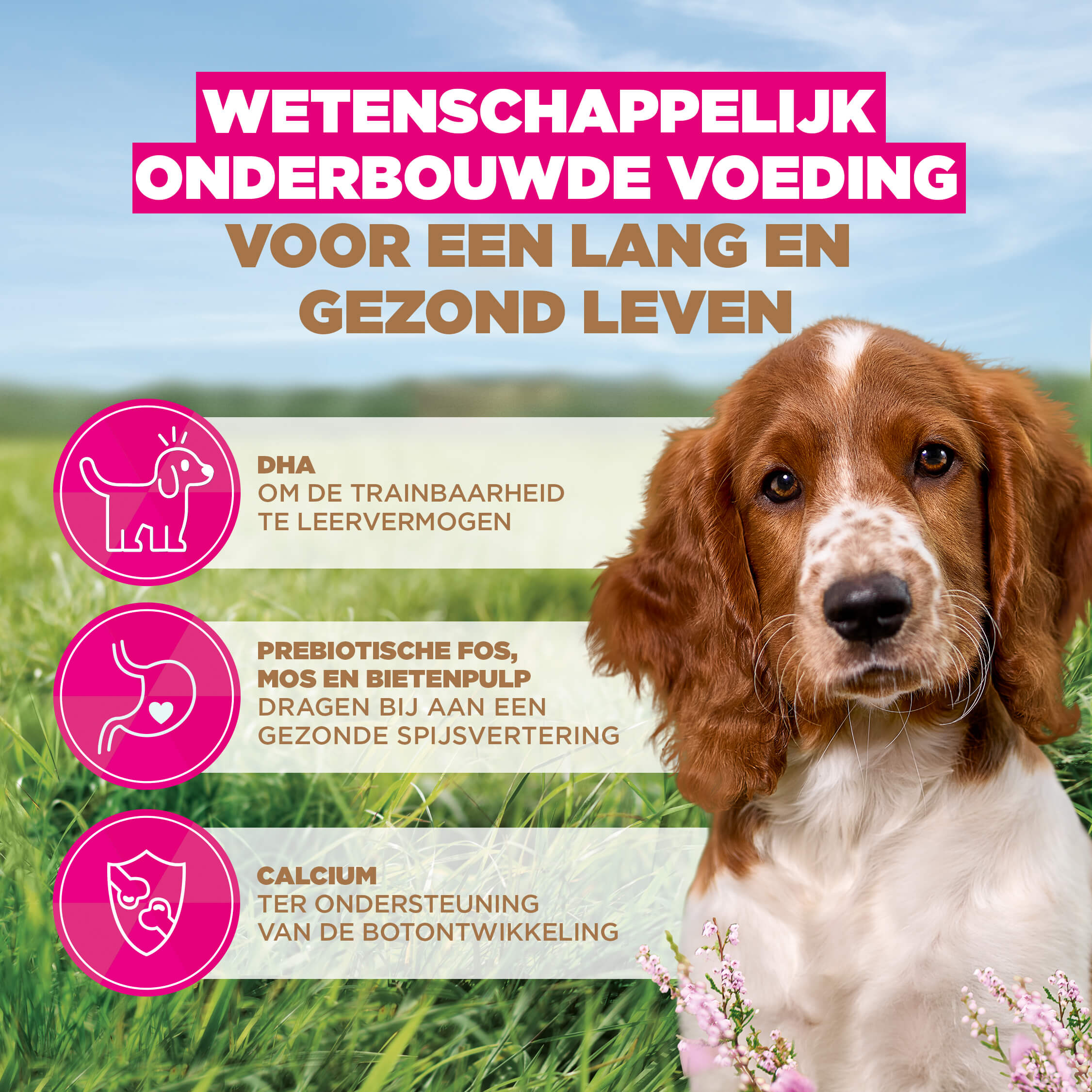Eukanuba Dog Puppy Small/Medium Grainfree Hondenvoer
