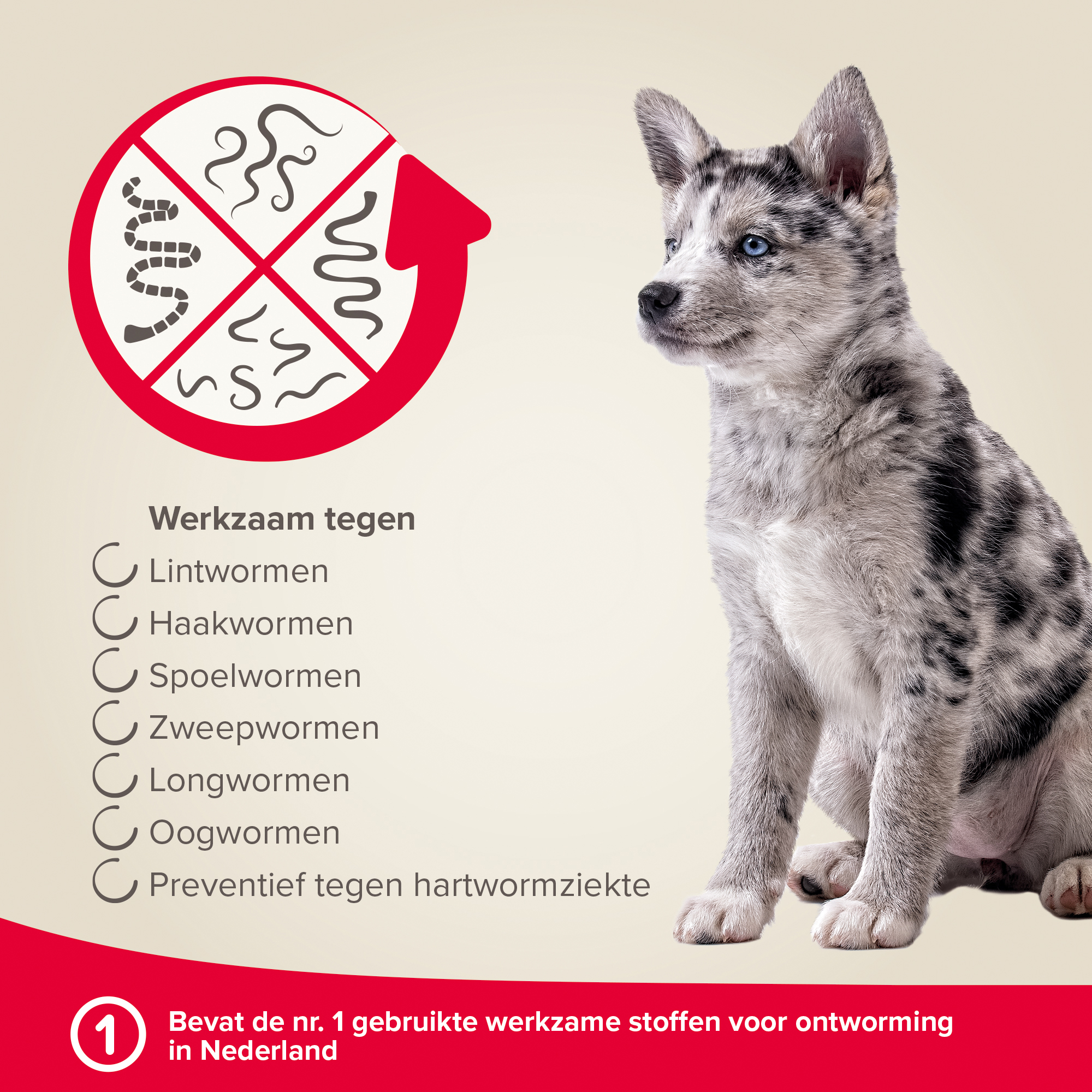 Beaphar Milquestra Hond