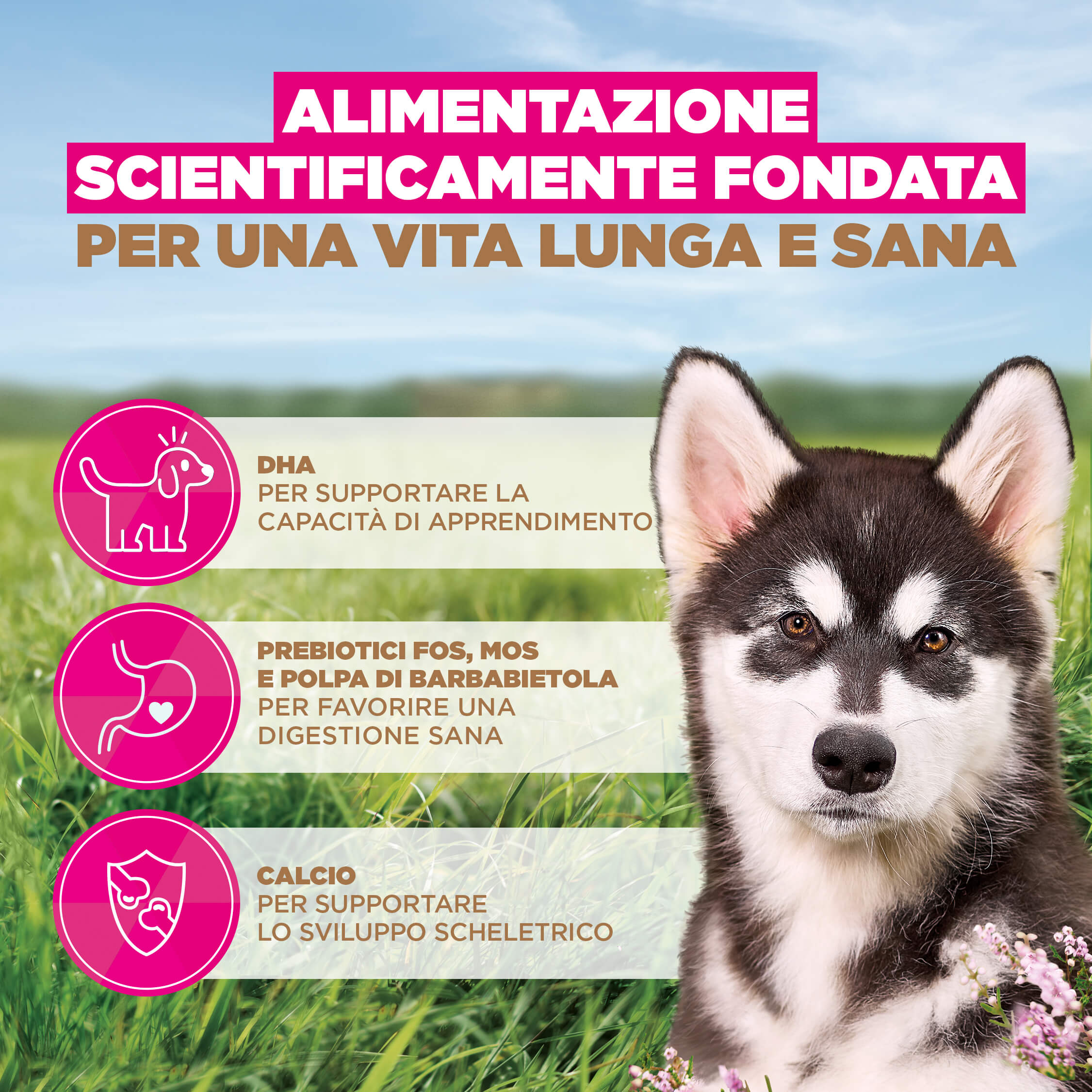 Eukanuba Dog Junior Large Grainfree Cibo per Cani
