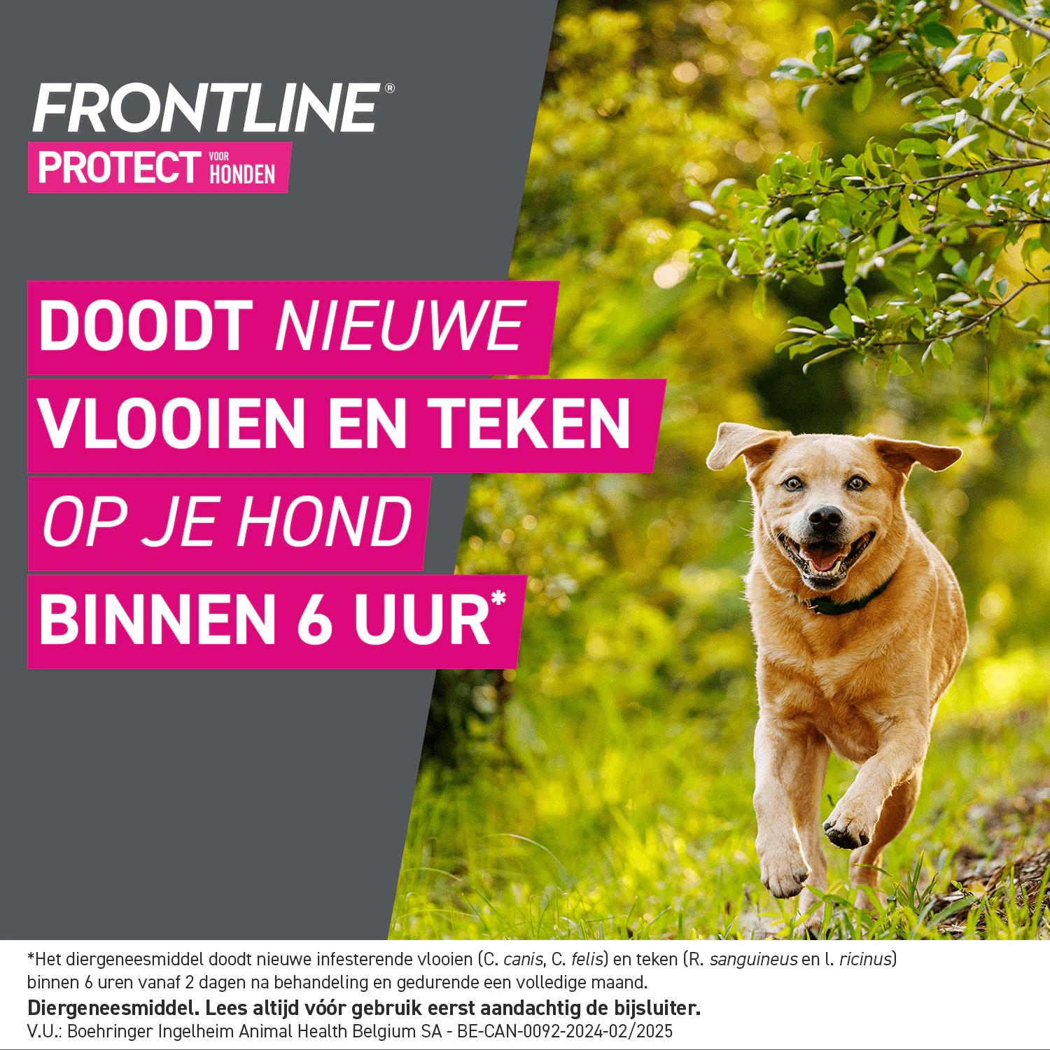 Frontline Protect Cane Spot On