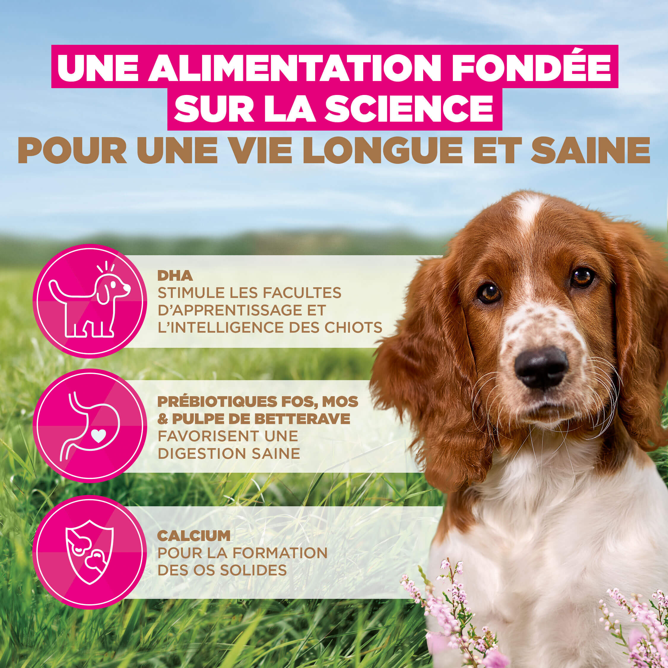 Eukanuba Dog Puppy Small/Medium Grainfree Aliment pour chien