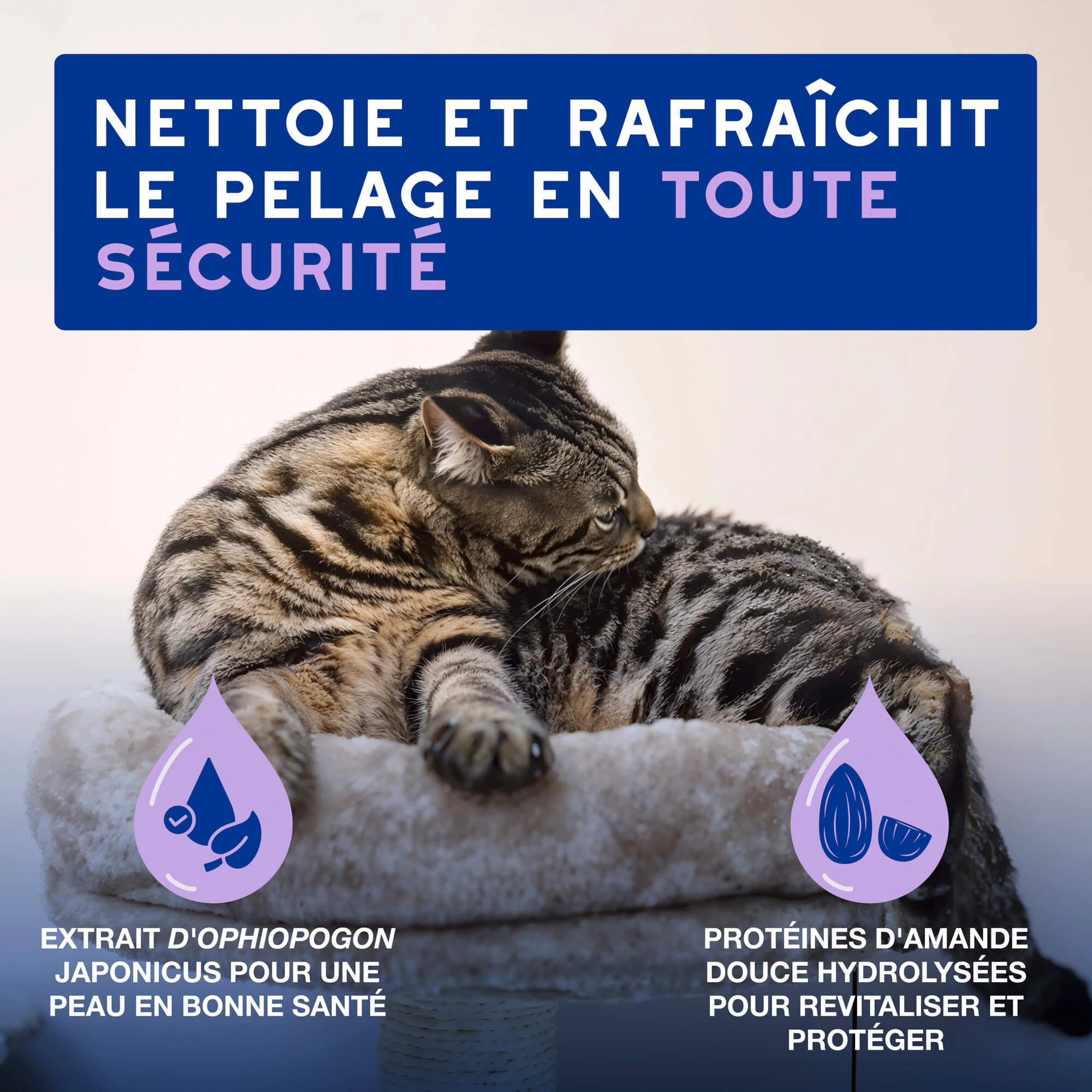 Douxo Spa Cat Mousse - Mousse de soin quotidien pour chats