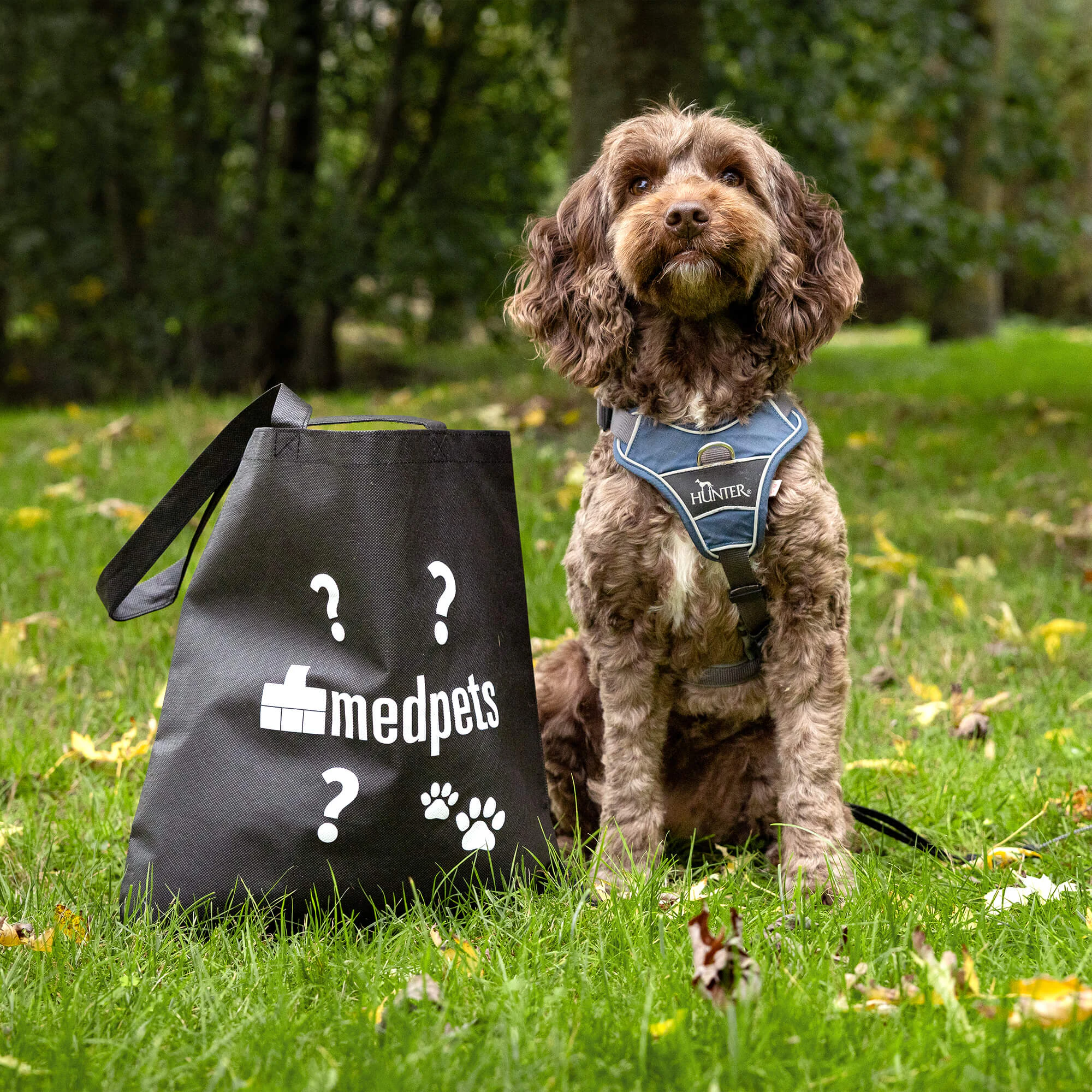 Mystery Bag - Großer Hund