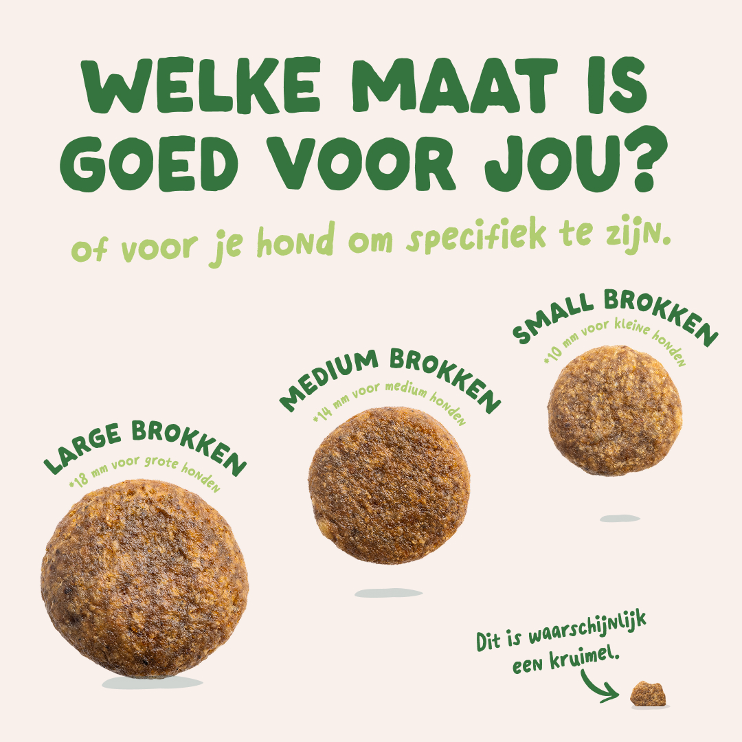 Edgard & Cooper Adult - Lam