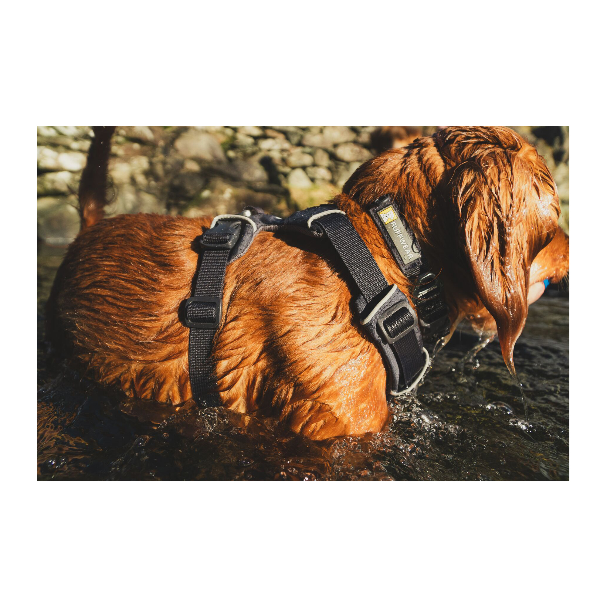 Ruffwear Front Range Harnais pour Chien