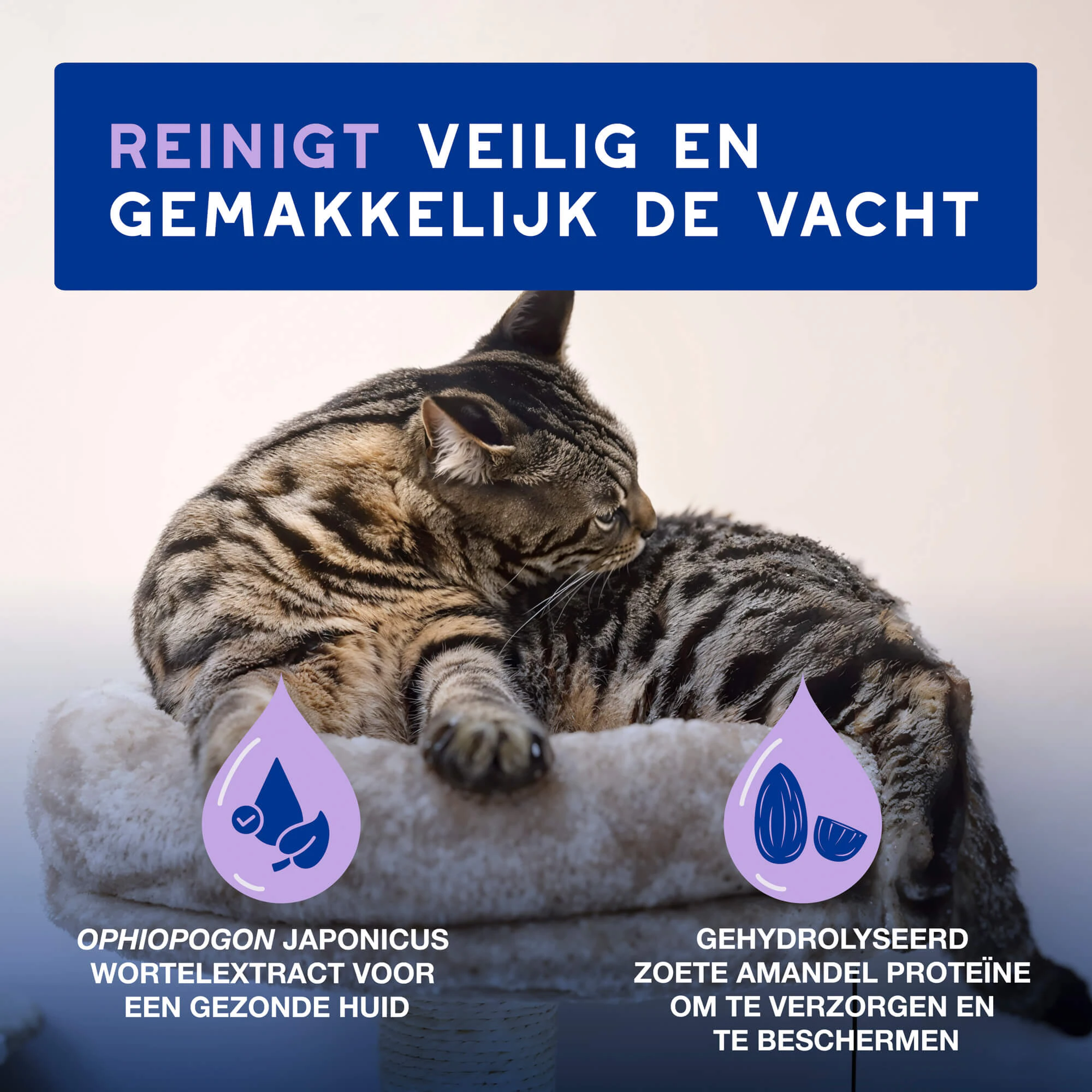 Douxo Spa Cat Mousse