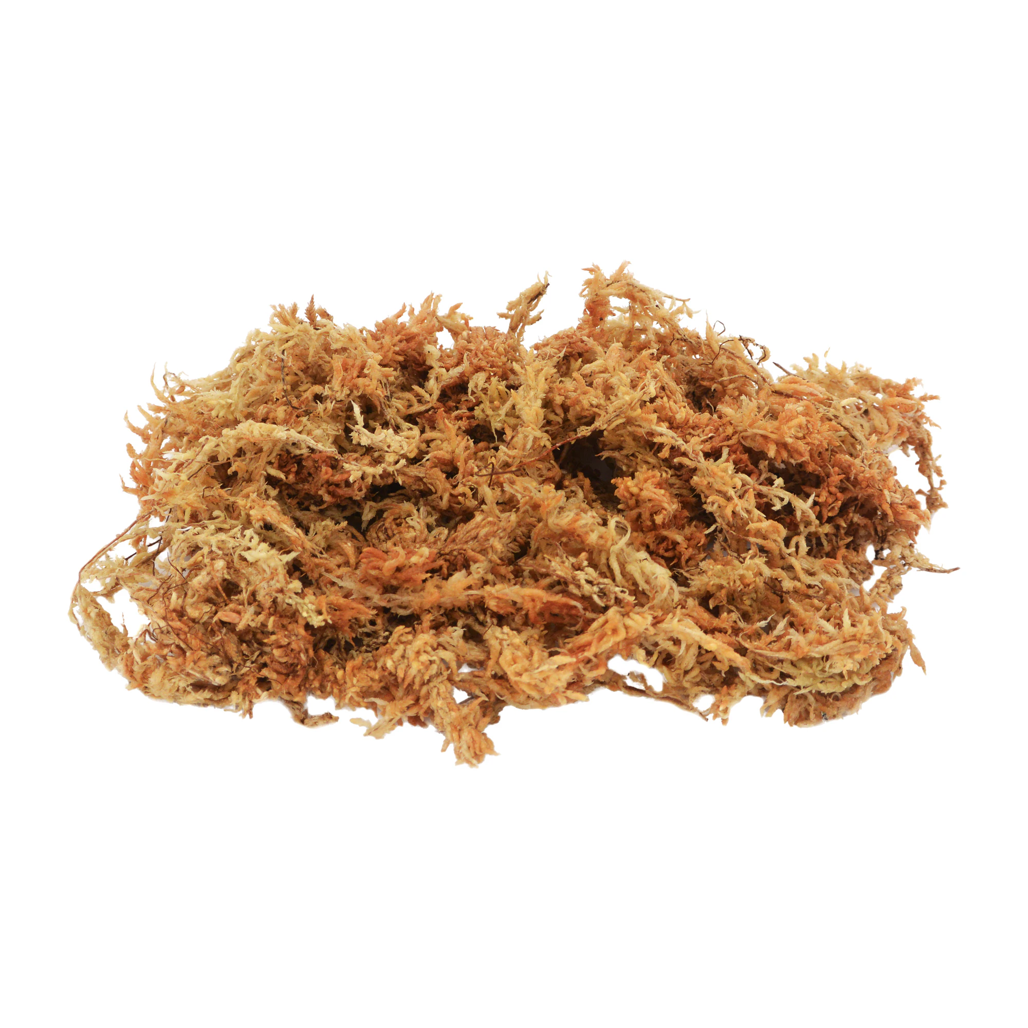 Lucky Reptile Sphagnum Moss