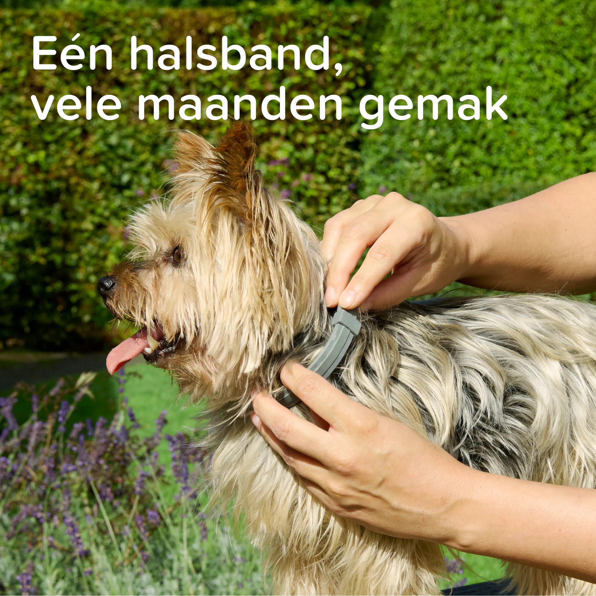 Beaphar Medicinale Halsband Hond