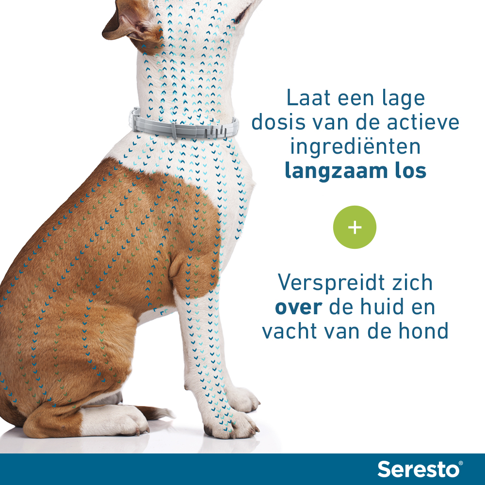 Seresto Hond