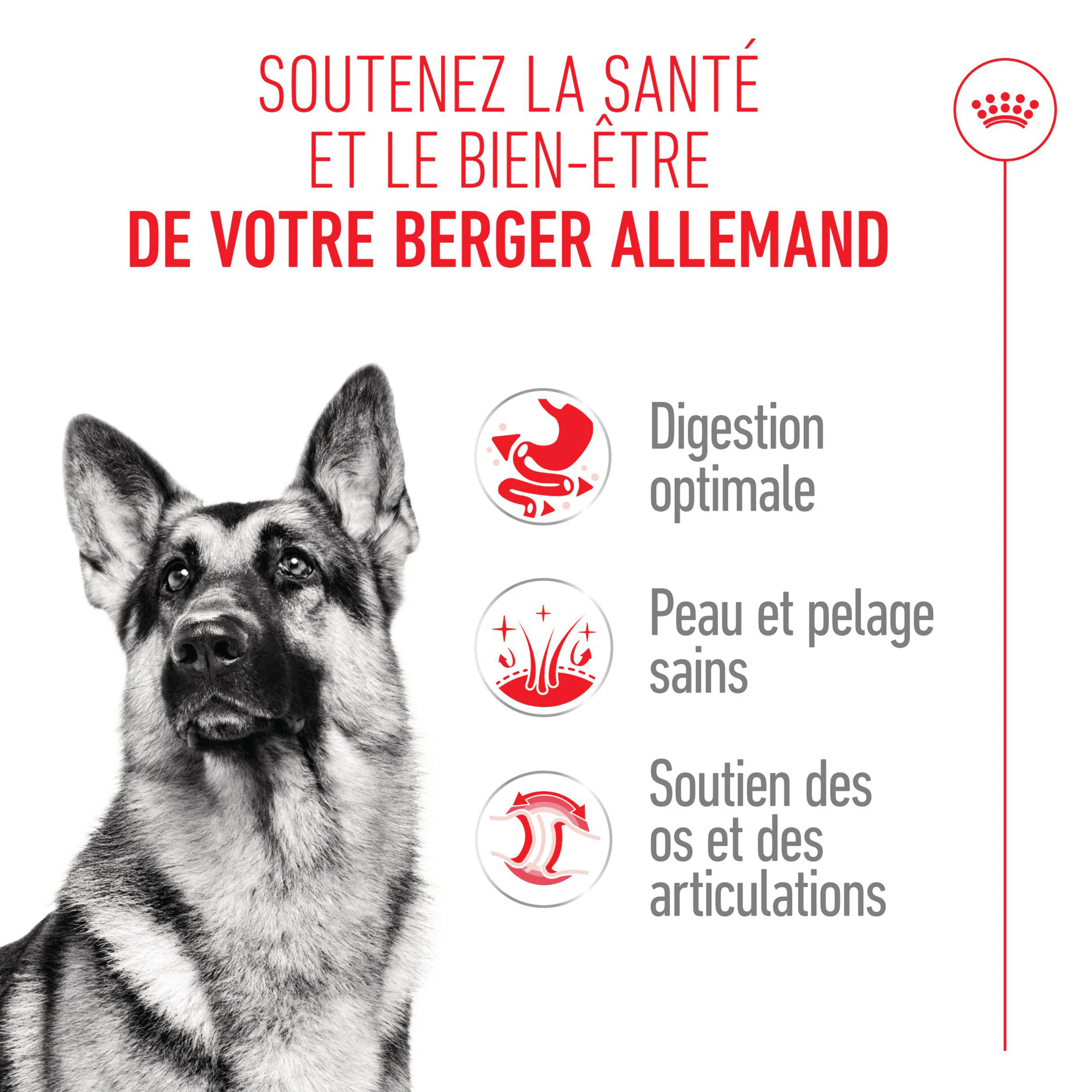 Royal Canin German Shepherd Adult