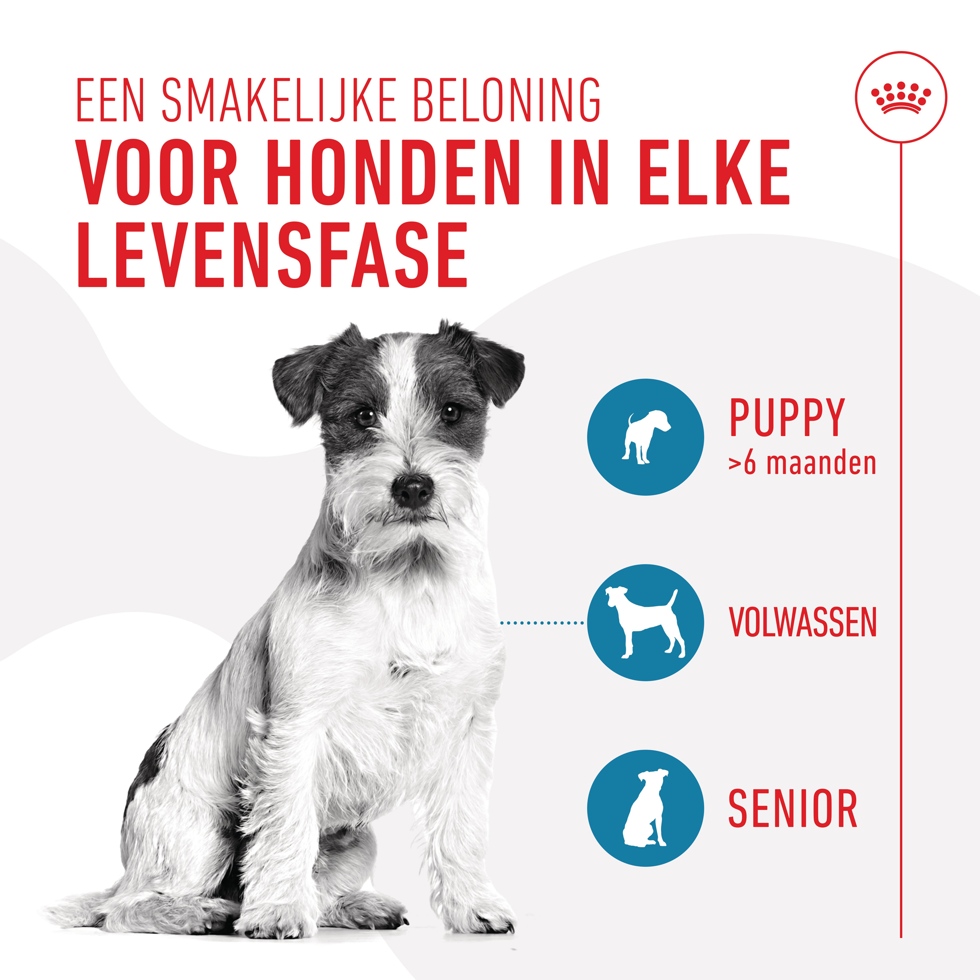 Royal Canin Training Treats