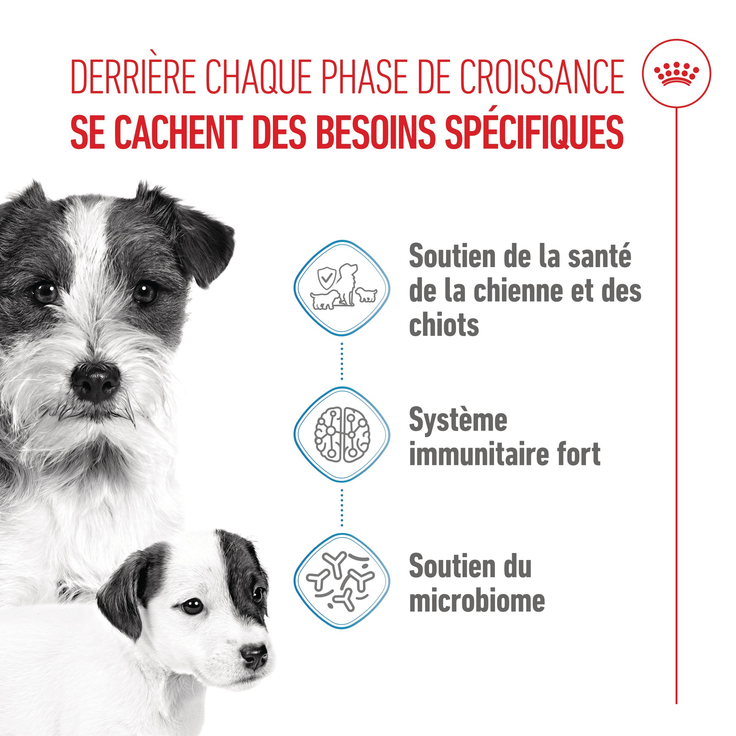 Royal Canin Mini Starter Mother & Babydog - Aliment pour Chien