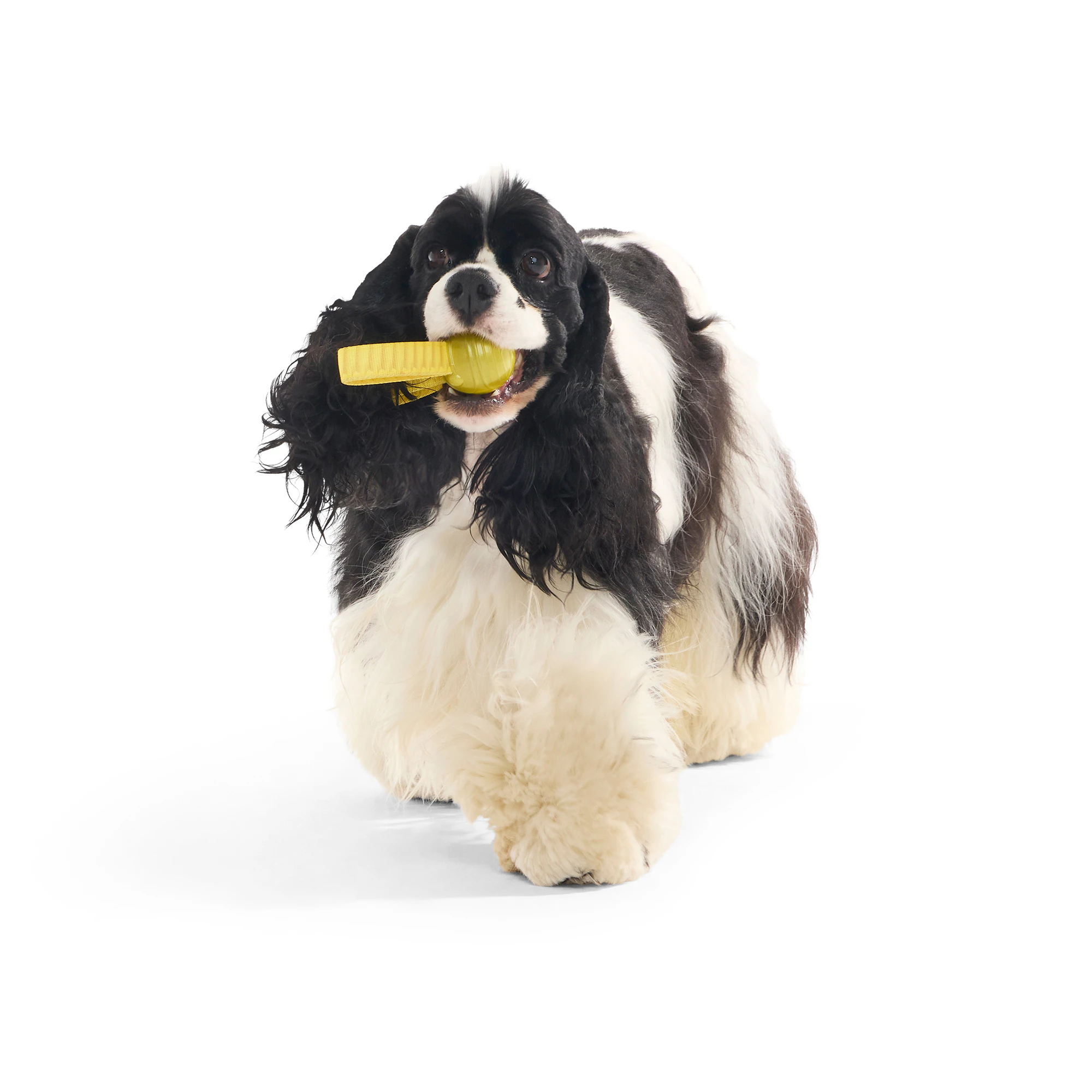 Bark Harry Potter Golden Snitch