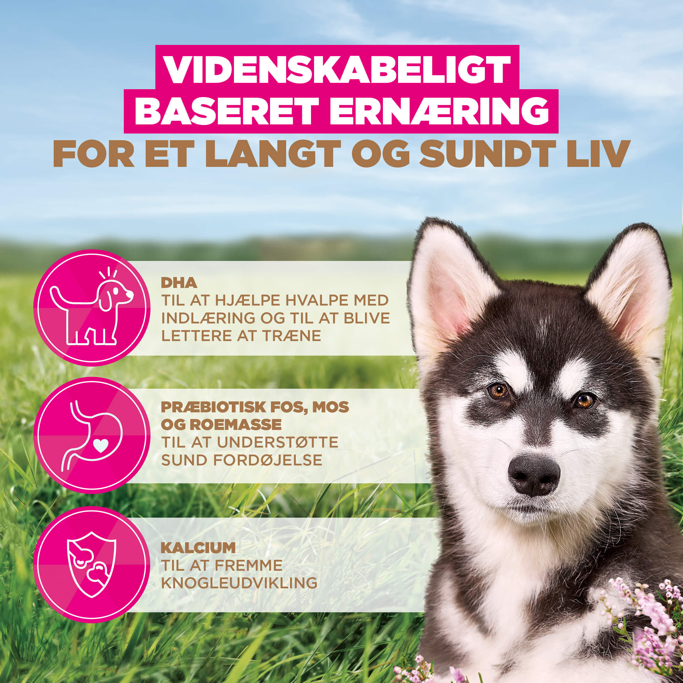 Eukanuba Dog Junior Large Grainfree Hundefoder