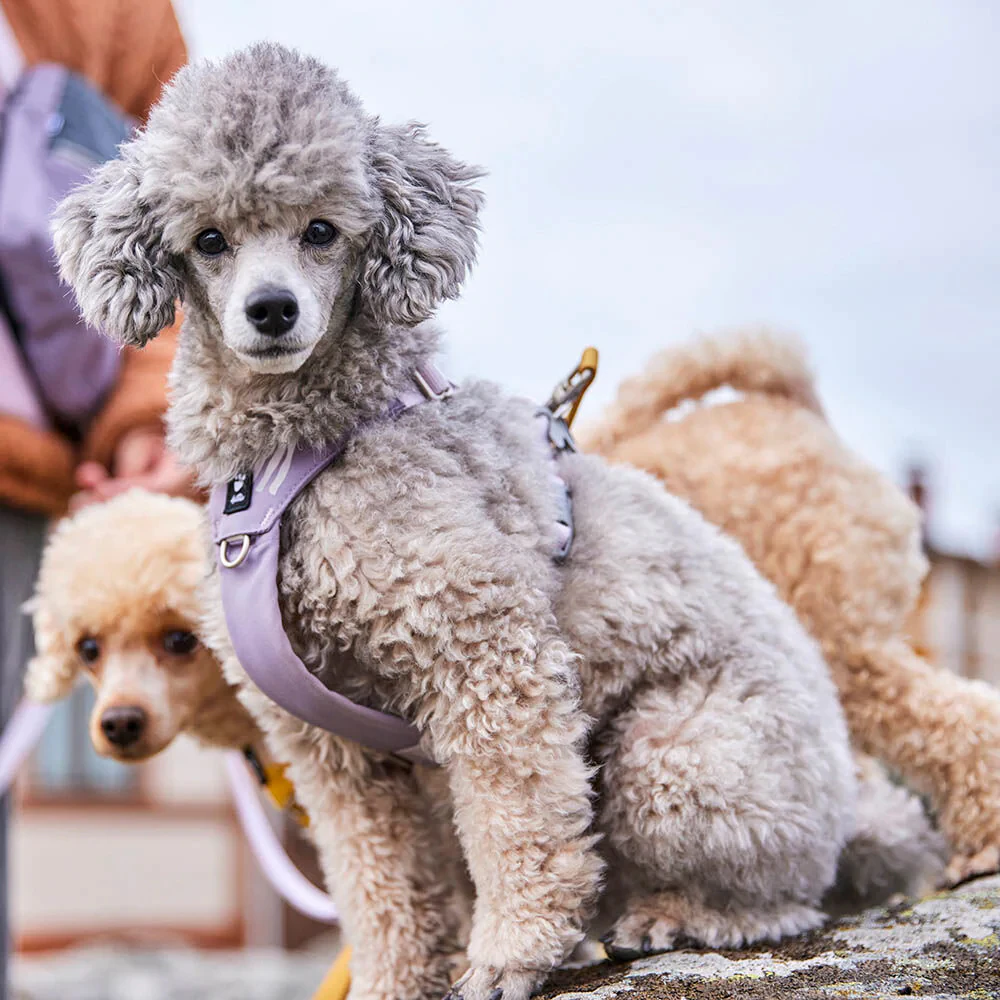 Hurtta Harness Seeker