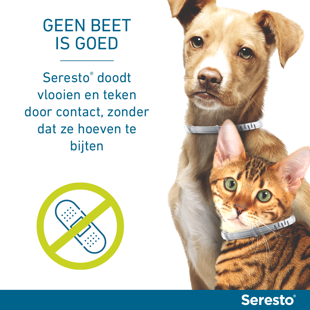 Seresto Hond