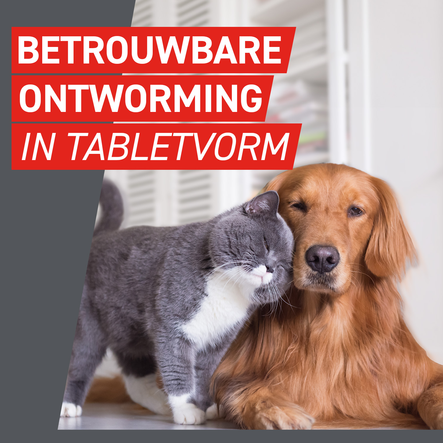 Frontcontrol Wormer Kat