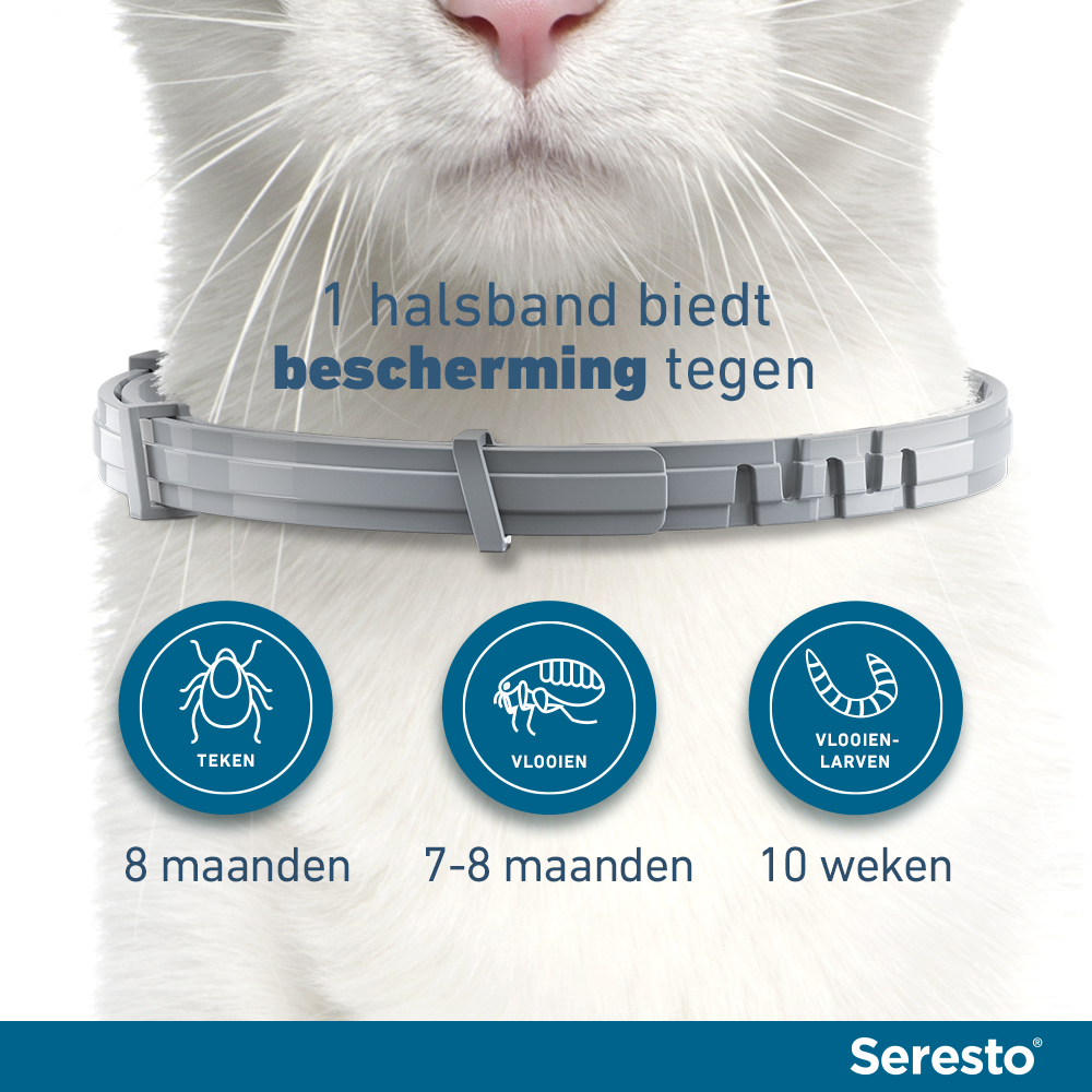 Seresto Kat