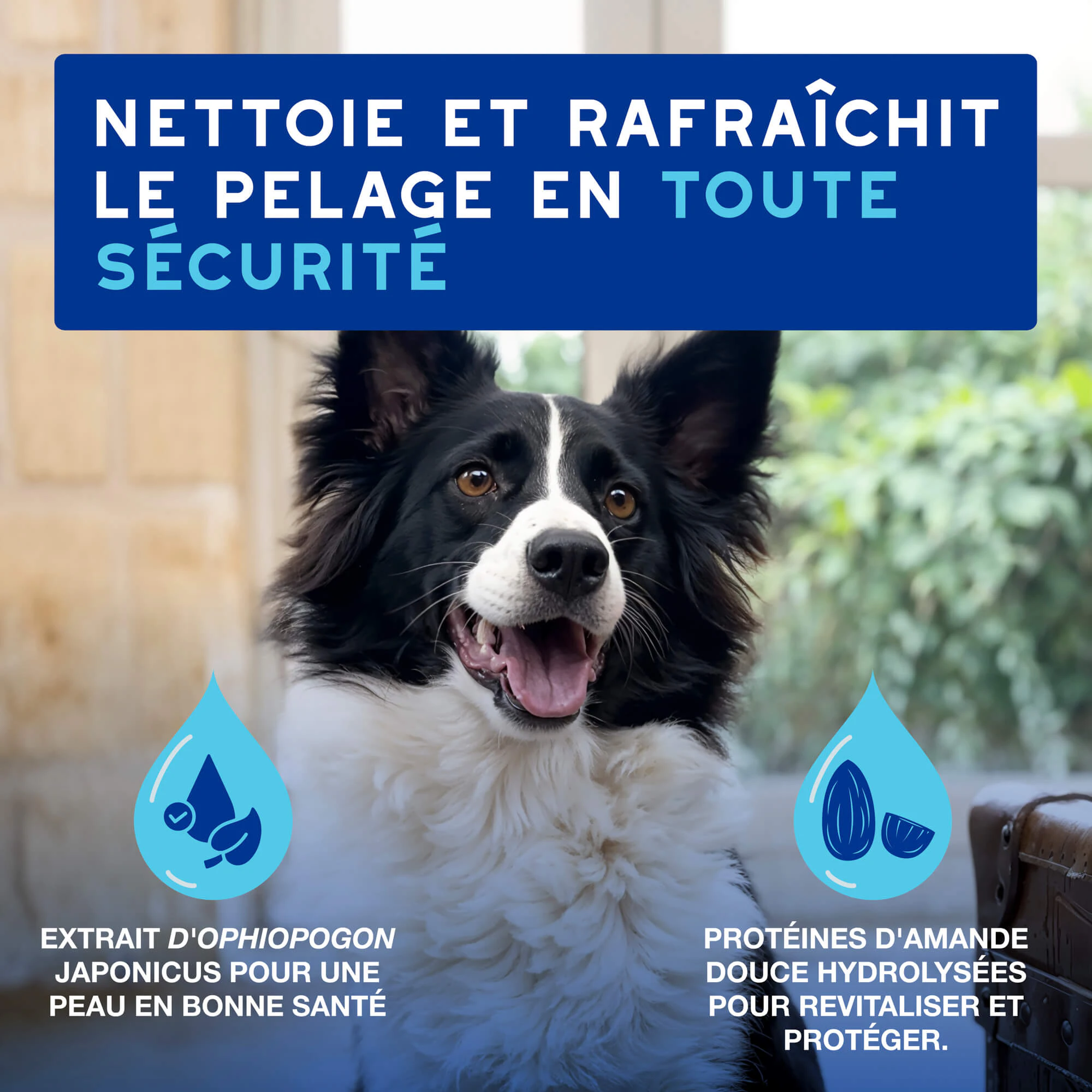 Douxo Spa Mousse pour Chien