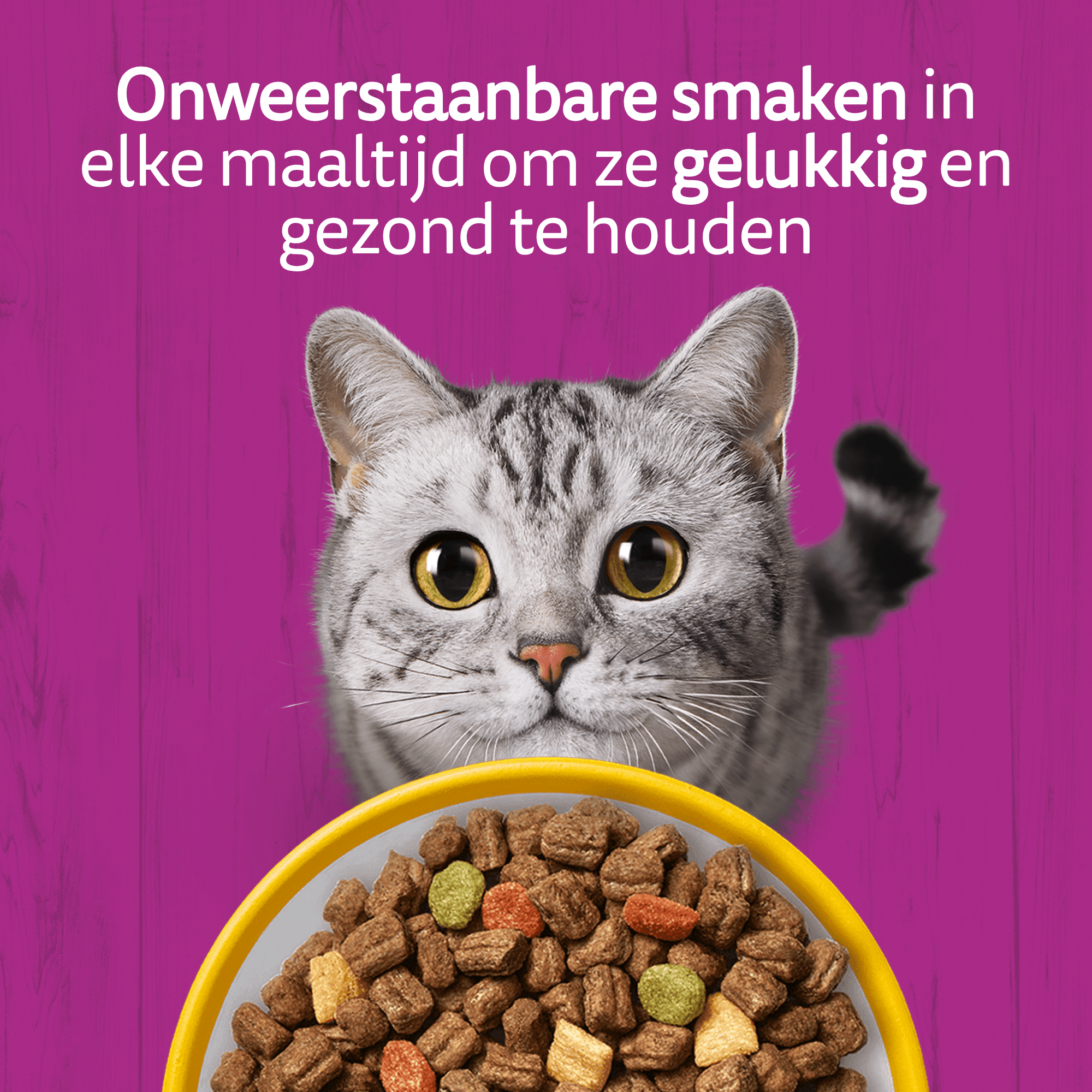 Whiskas Droog Senior Box