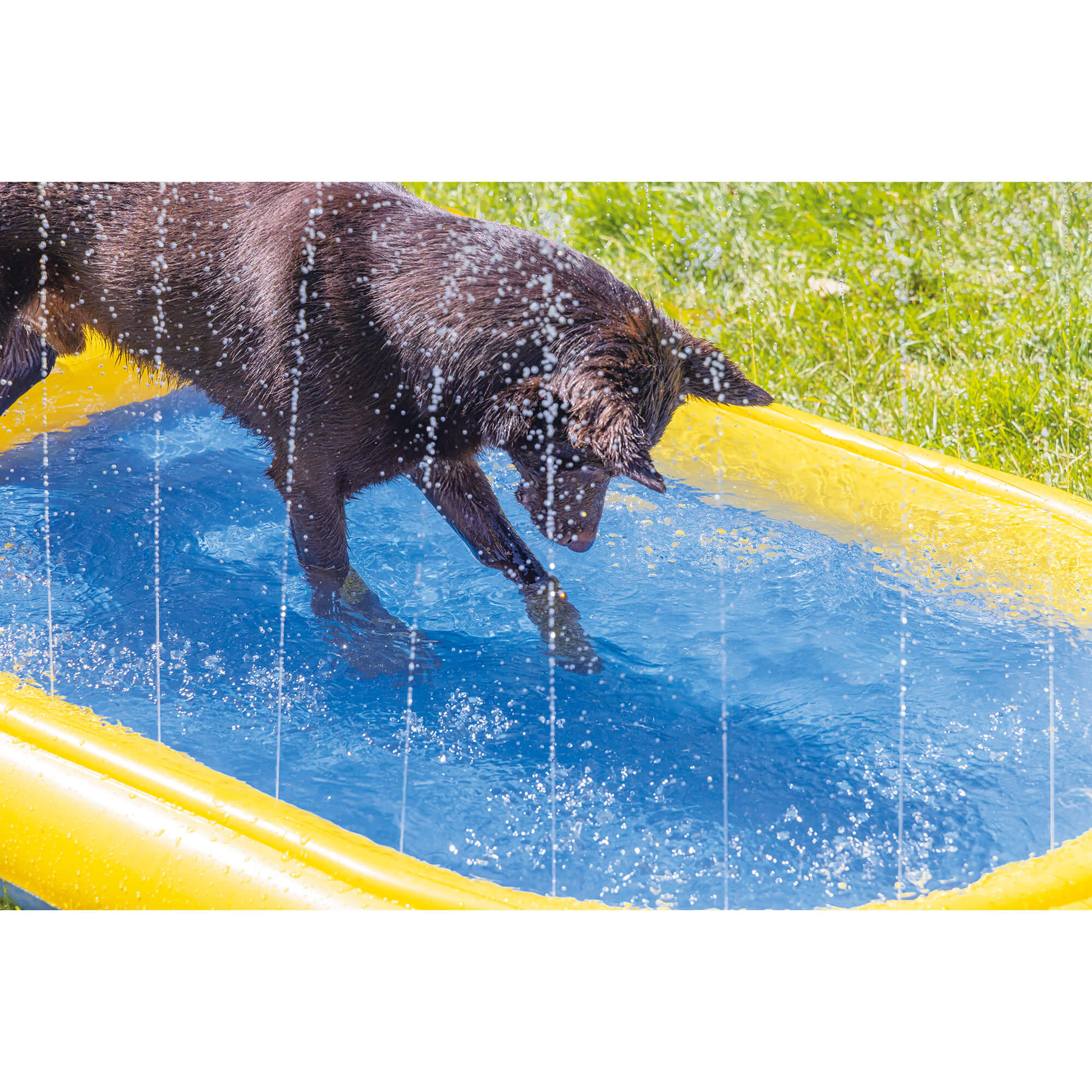 Beeztees Hundeschwimmbad Palmy