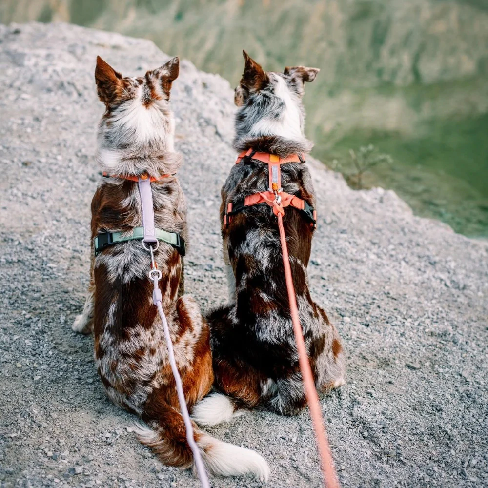 Woolly Wolf Rope Leash