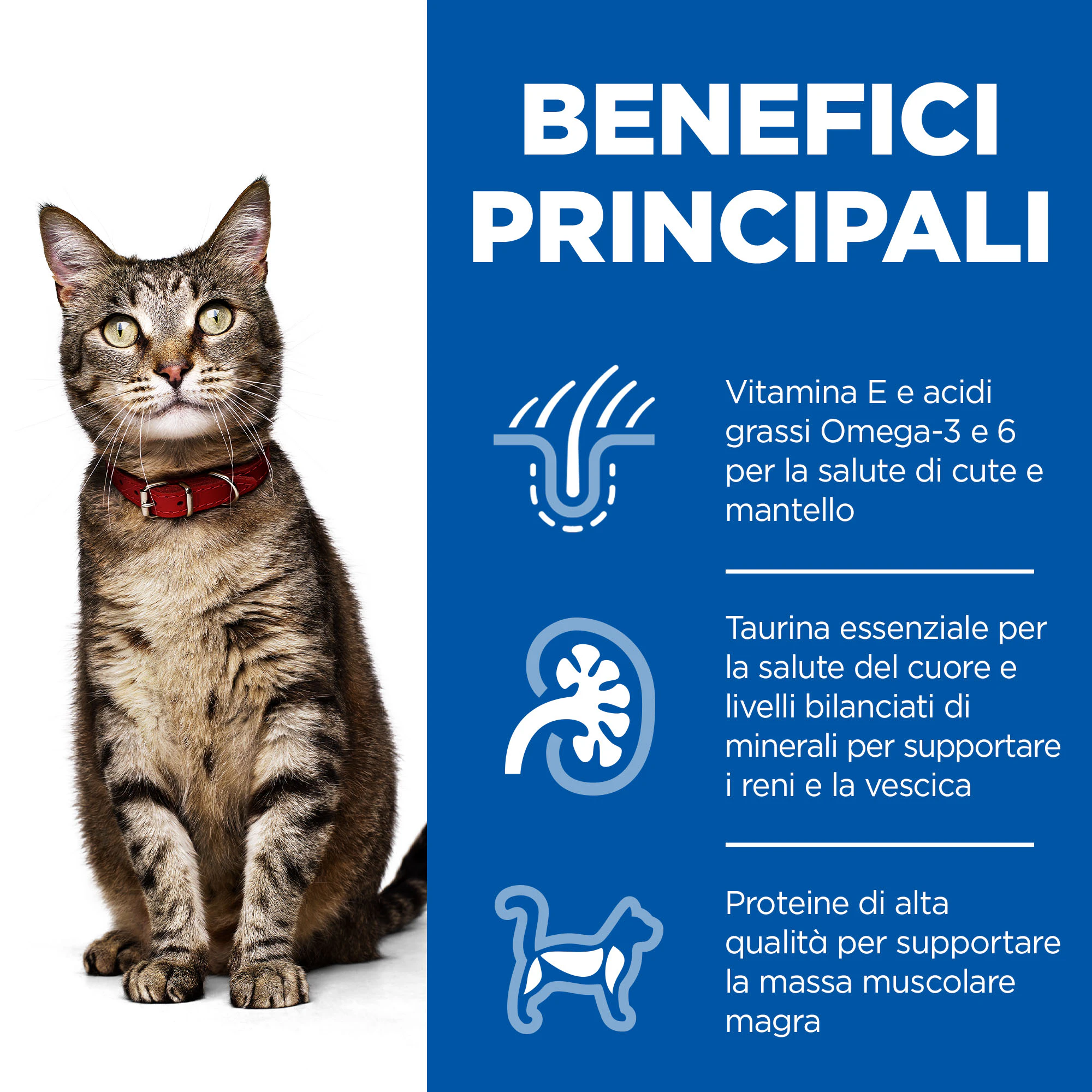 Hill's Science Plan Feline Adult Favourite Selection