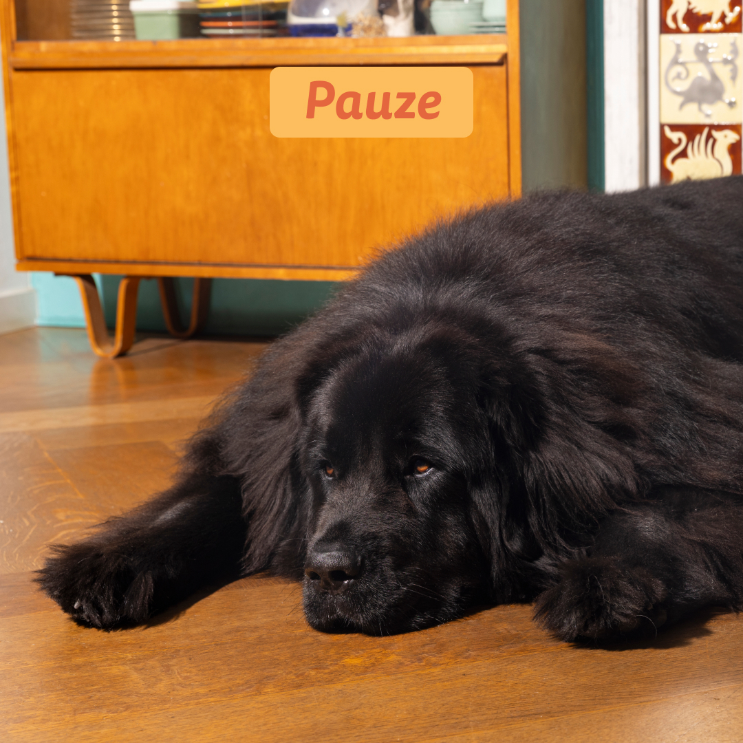 Edgard & Cooper Adult - Kip