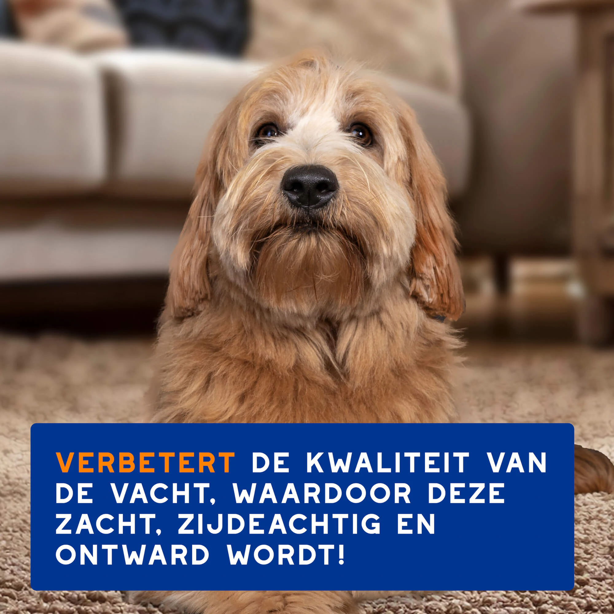 Douxo Spa Shampoo & Conditioner