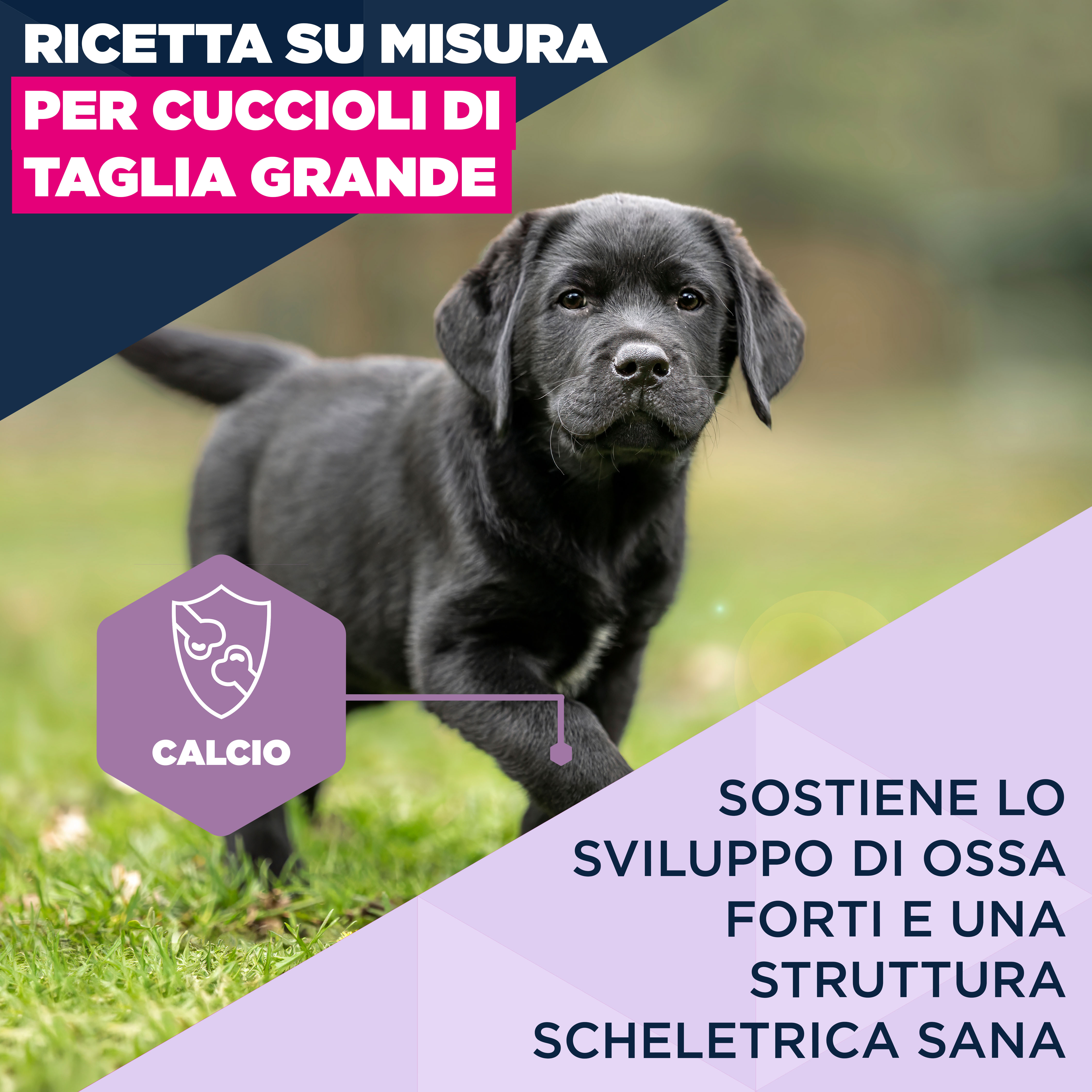 Eukanuba Dog - Life Care Puppy - Large Breed