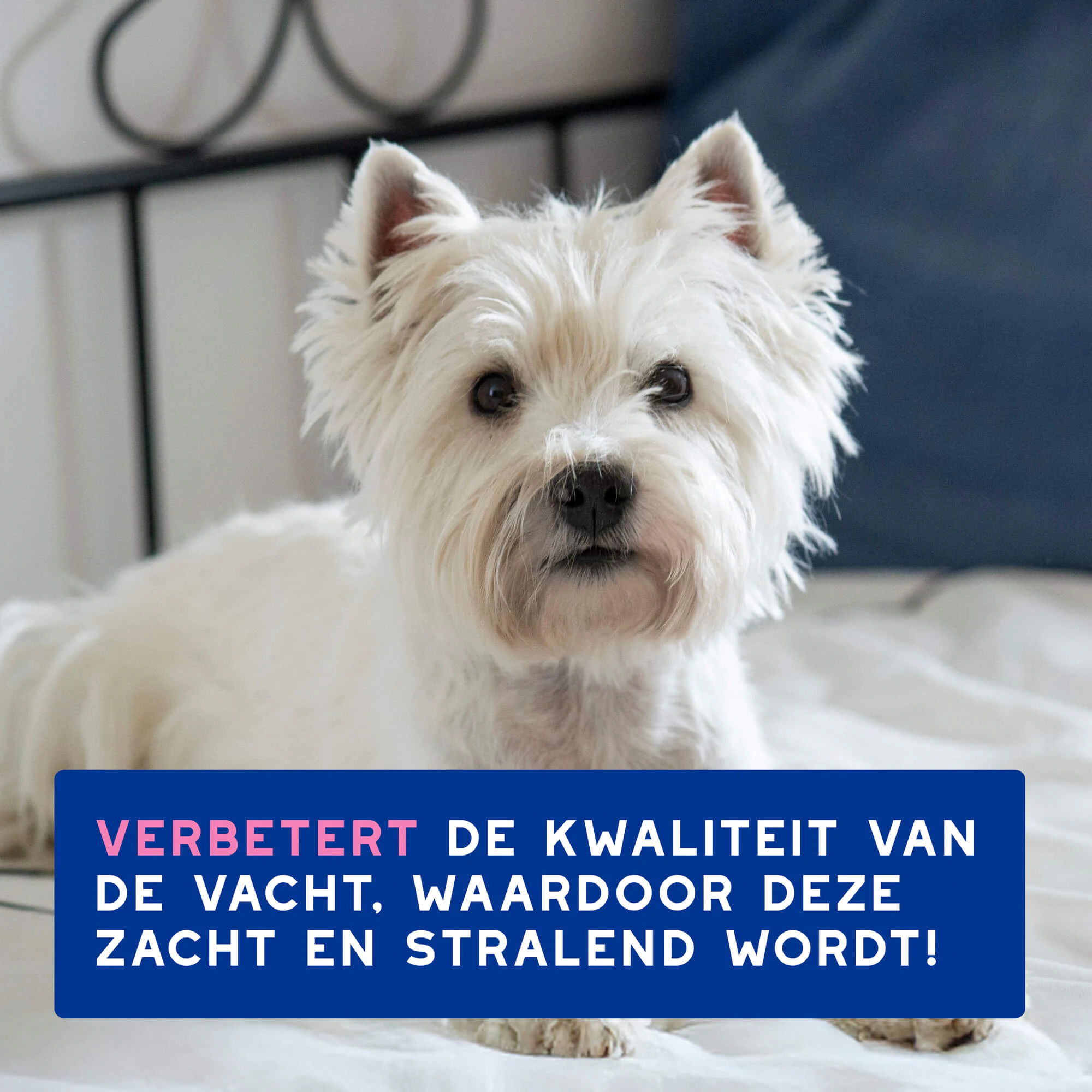 Douxo spa Shampoo bij geprikkelde huid