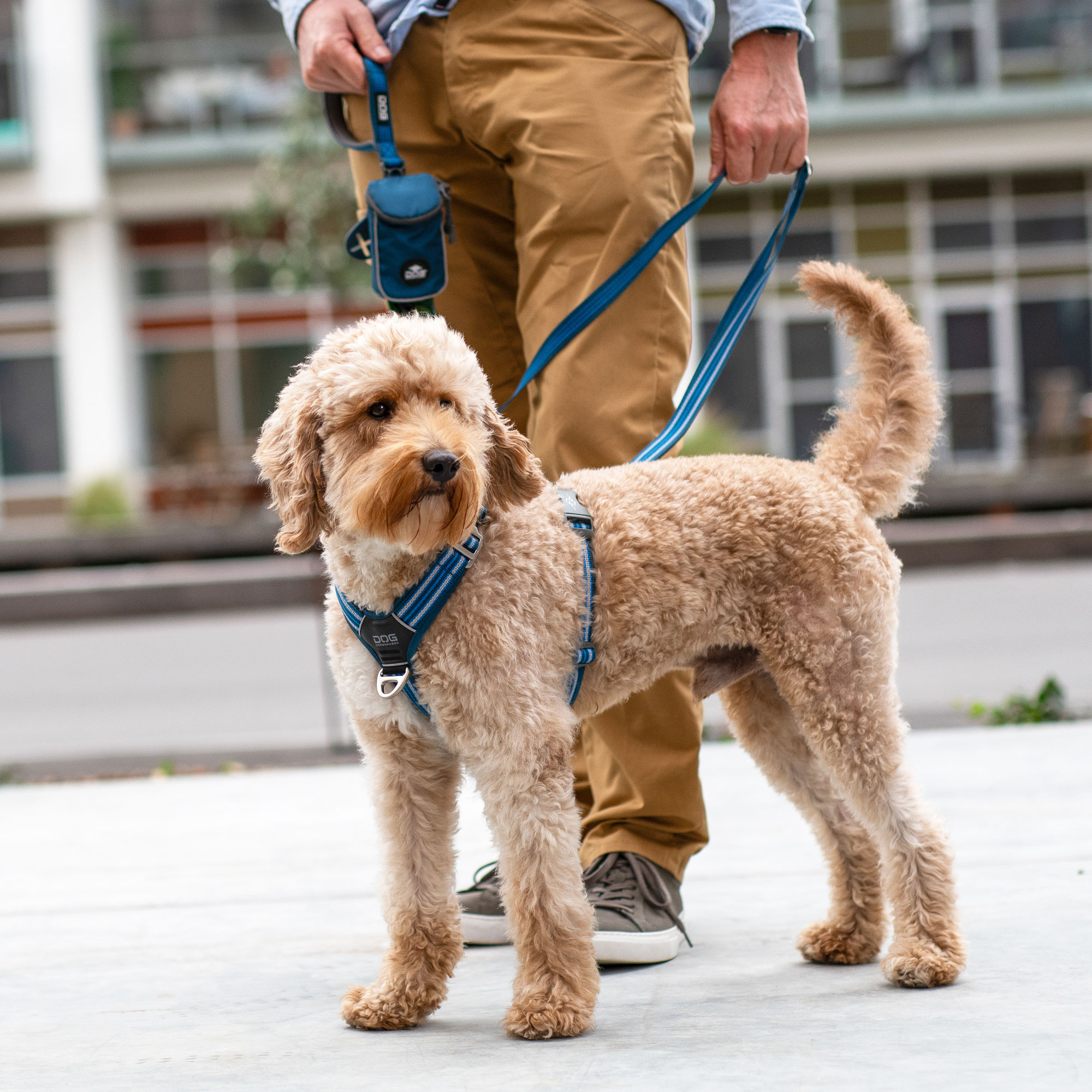 Best harness for goldendoodle best sale