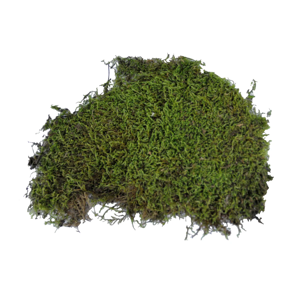 Lucky Reptile Vivarium Moss