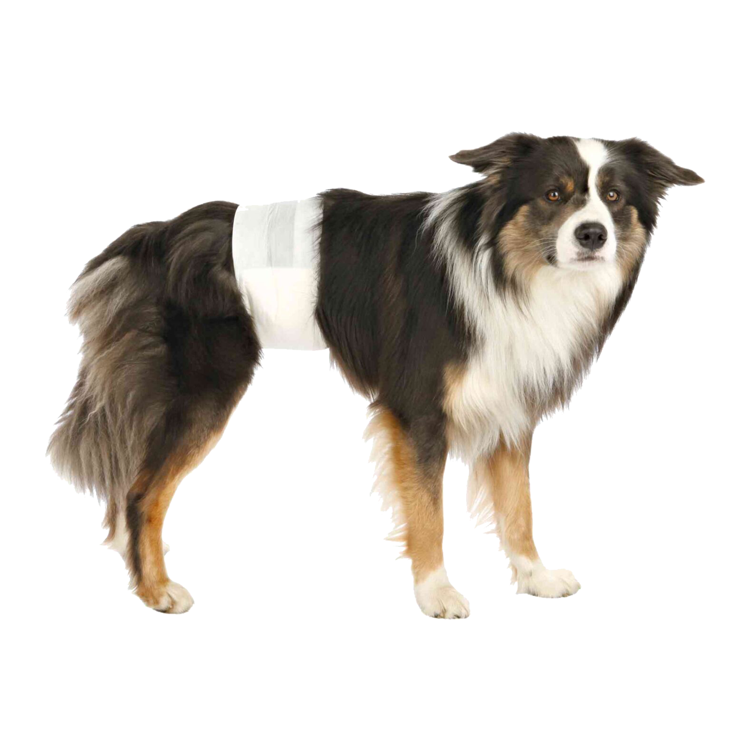 Dog incontinence nappies best sale