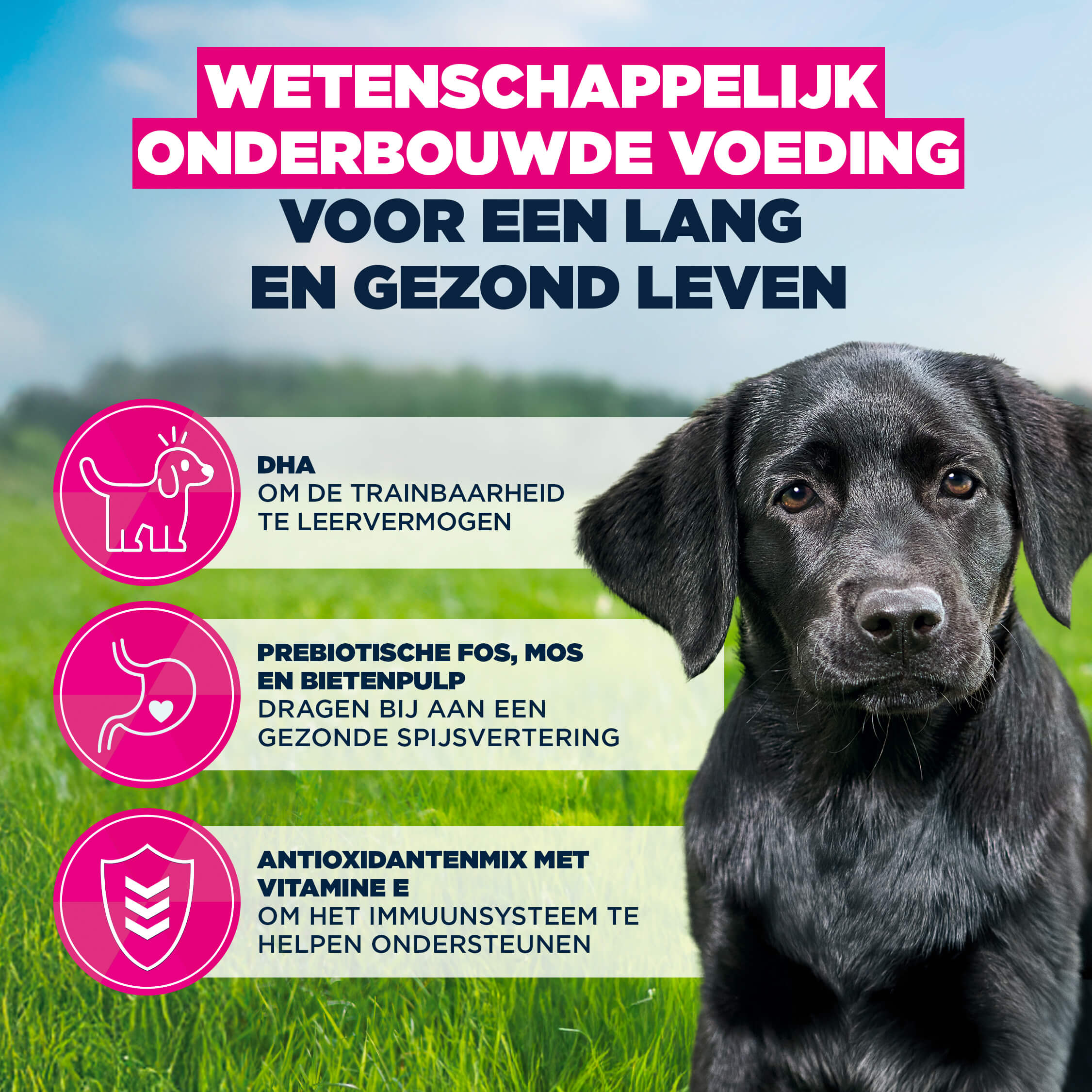 Eukanuba Dog - Life Care Puppy - Large Breed