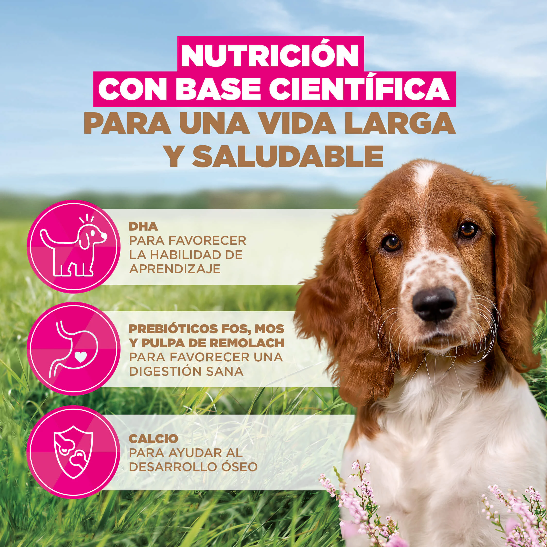 Eukanuba Dog Puppy Small/Medium Grainfree Comida para Perros