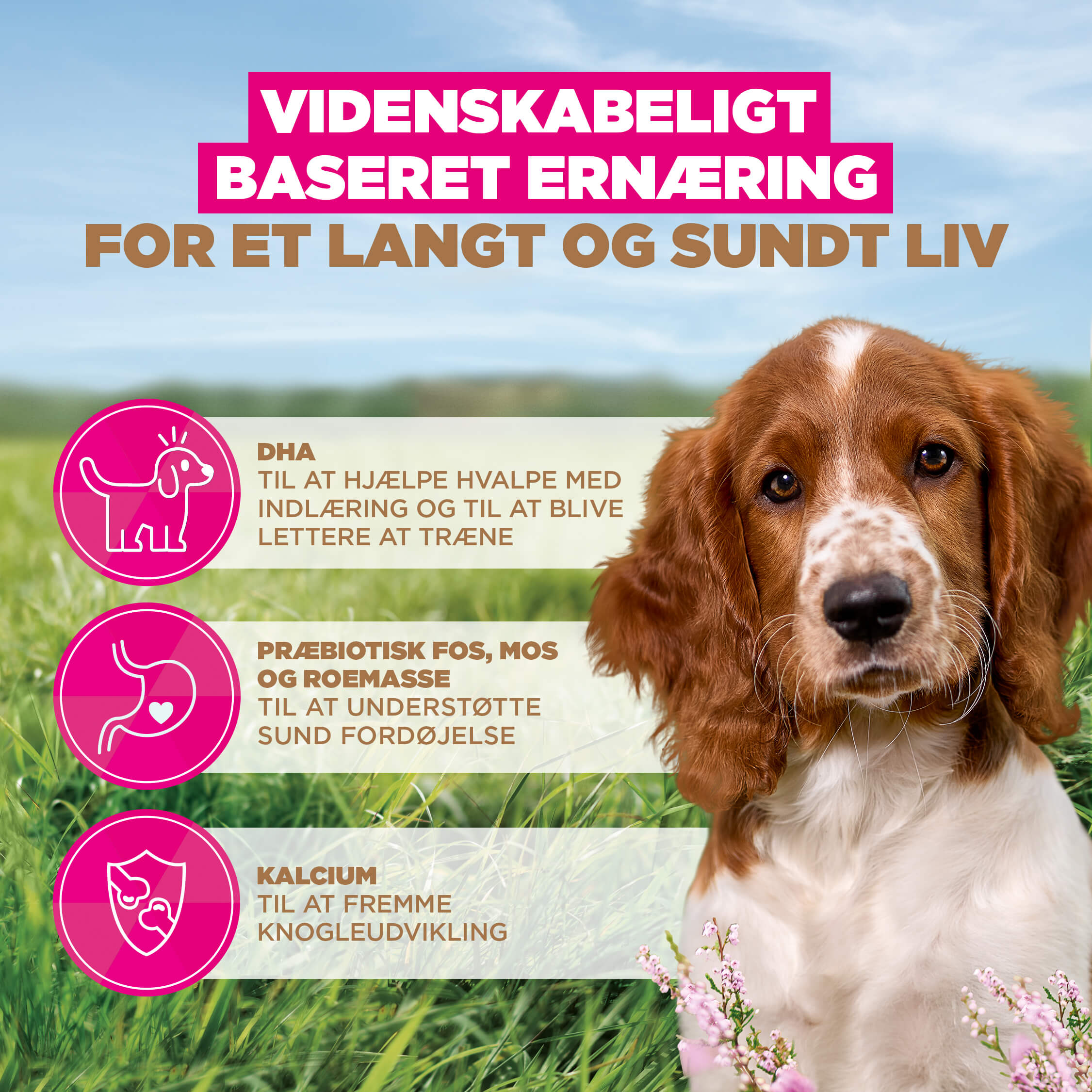 Eukanuba Dog Puppy Small/Medium Grainfree Hundefoder