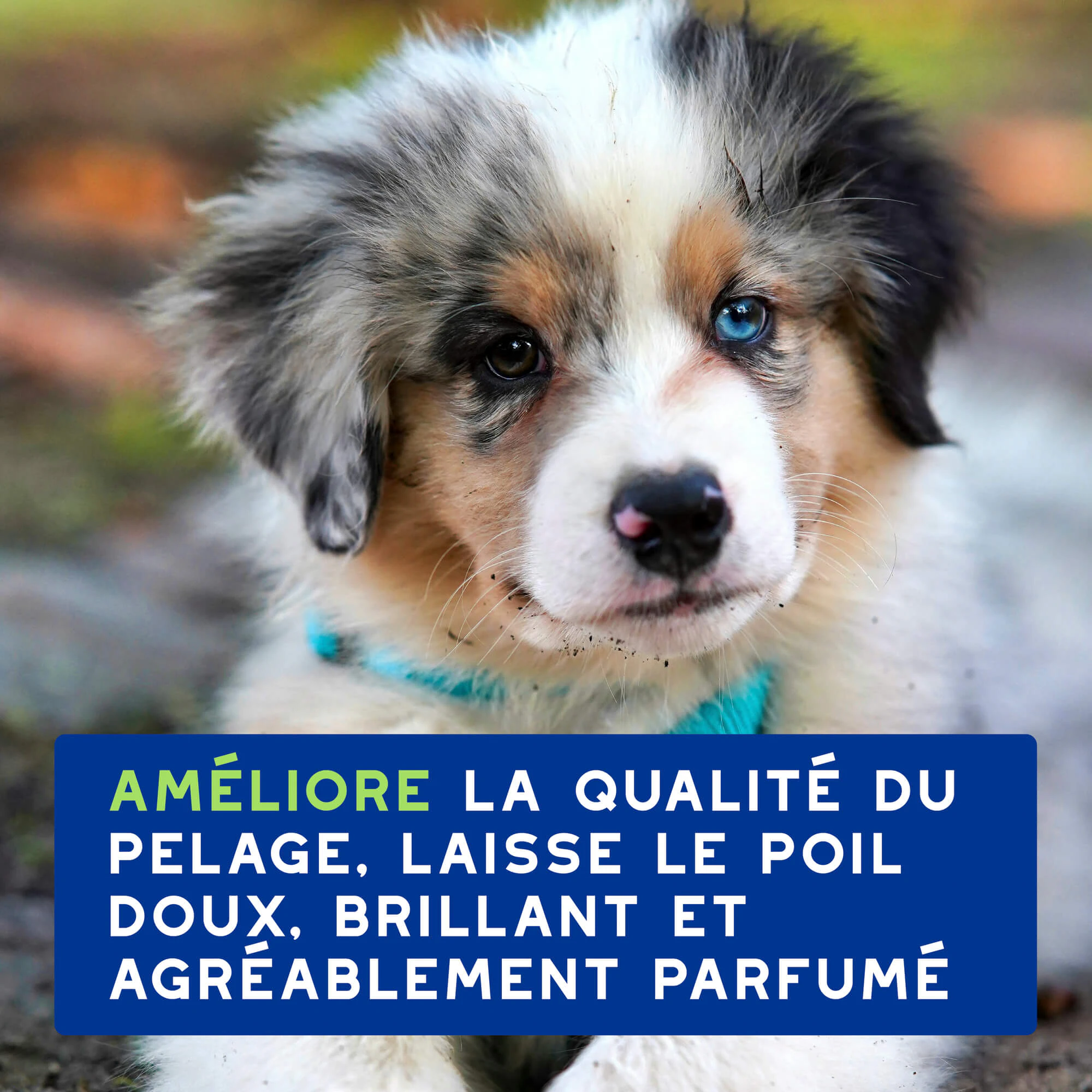 Douxo Shampoo Spa pour Chiot