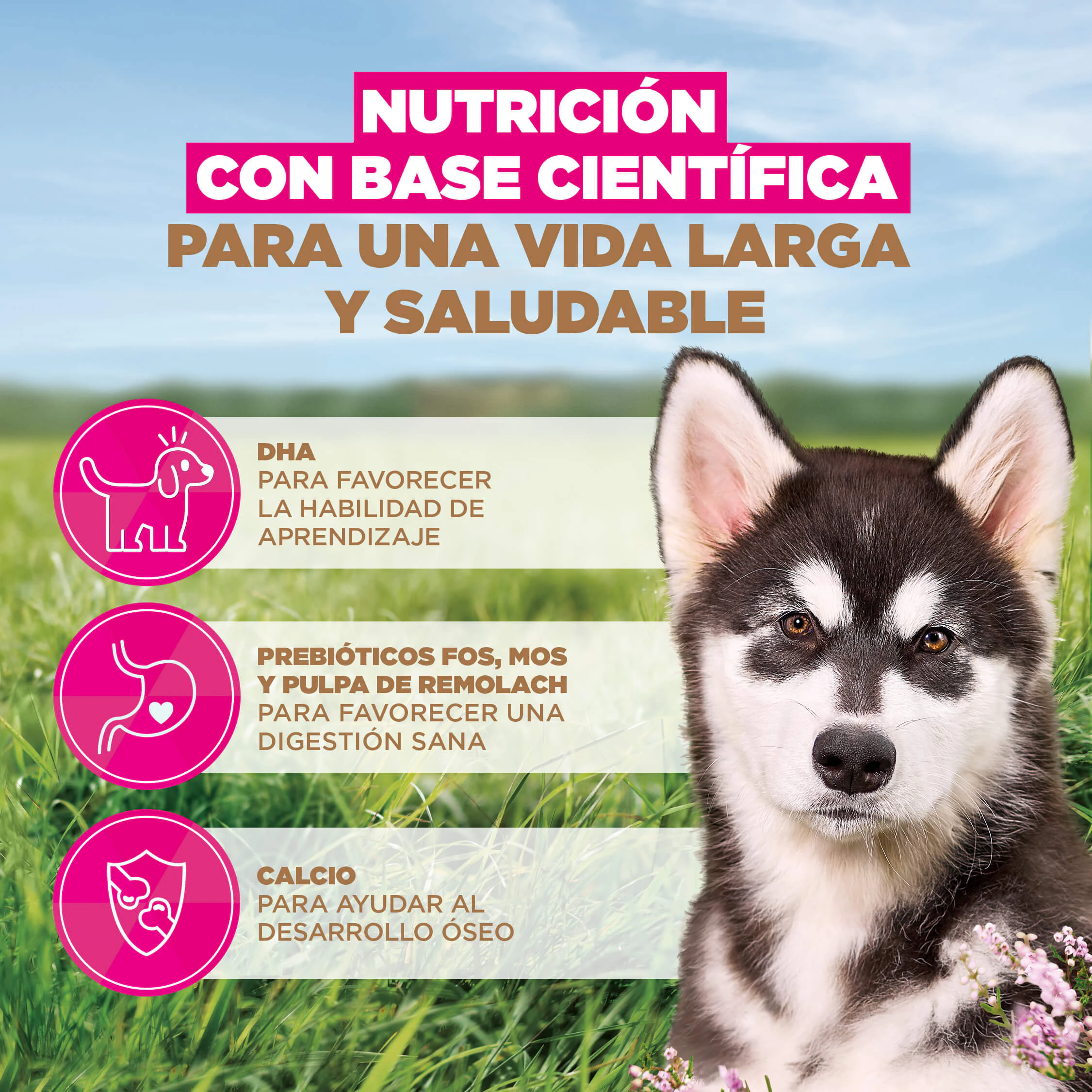 Eukanuba Dog Junior Large Grainfree Comida para Perros