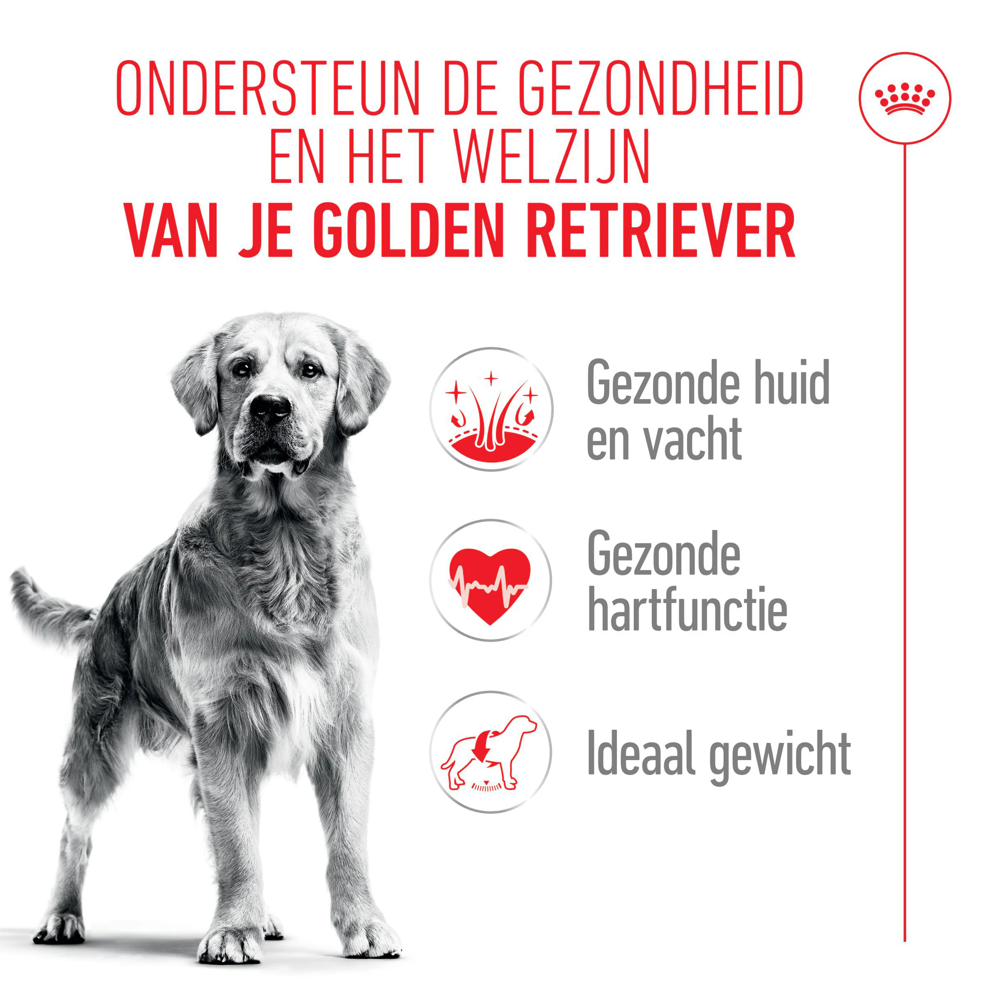 Royal Canin Golden Retriever Adult - Hondenvoer