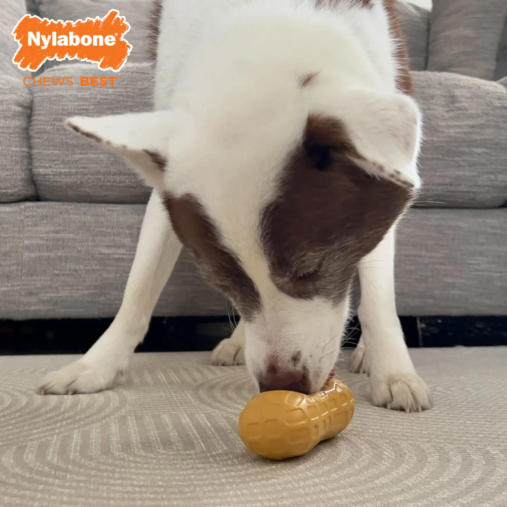 Nylabone Strong Chew Peanut Spread Toy