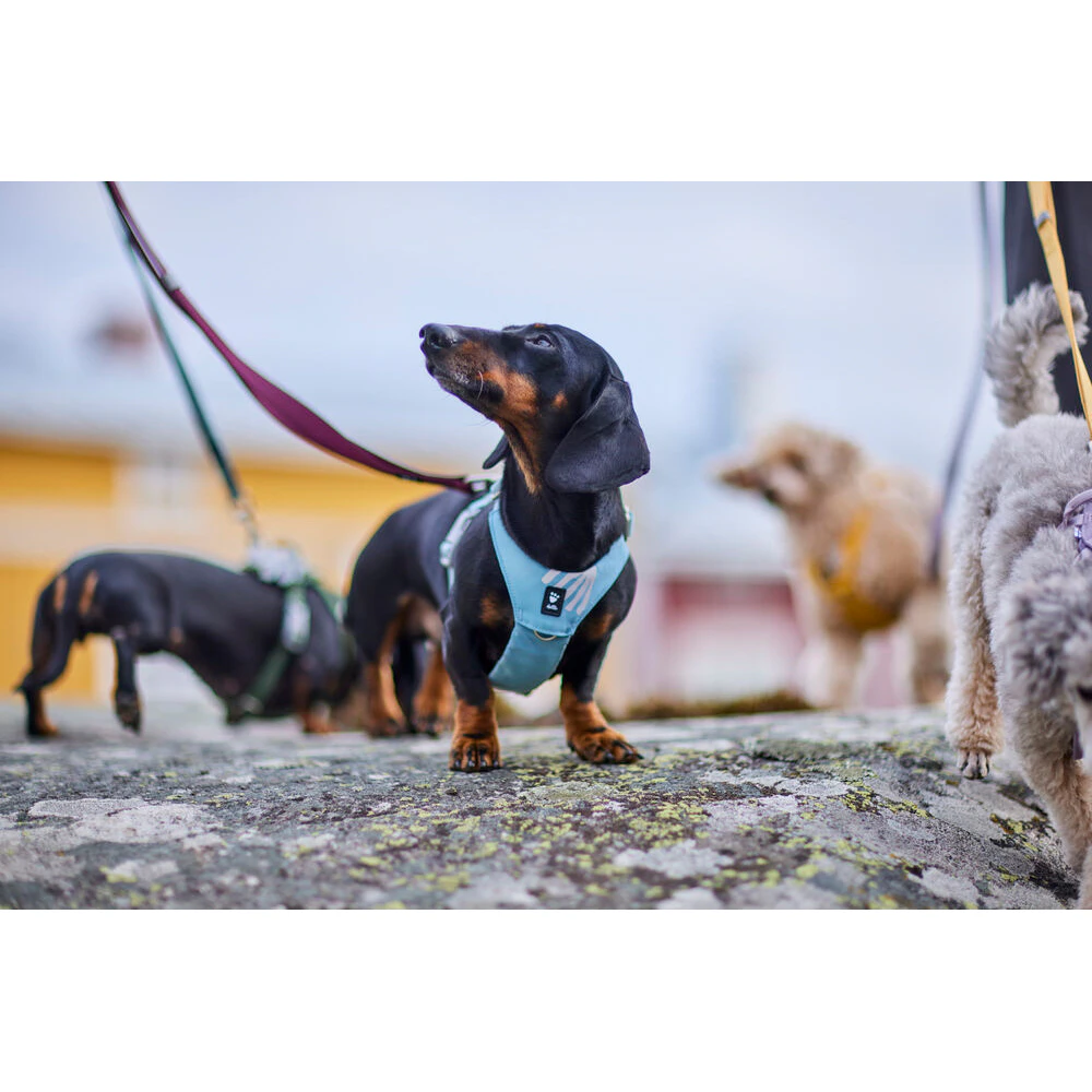 Hurtta Harness Seeker
